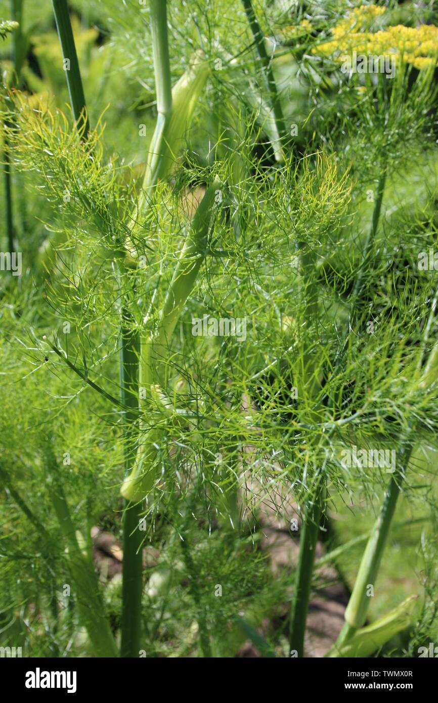 Fennel and leeks in a garden Stock Photo Alamy