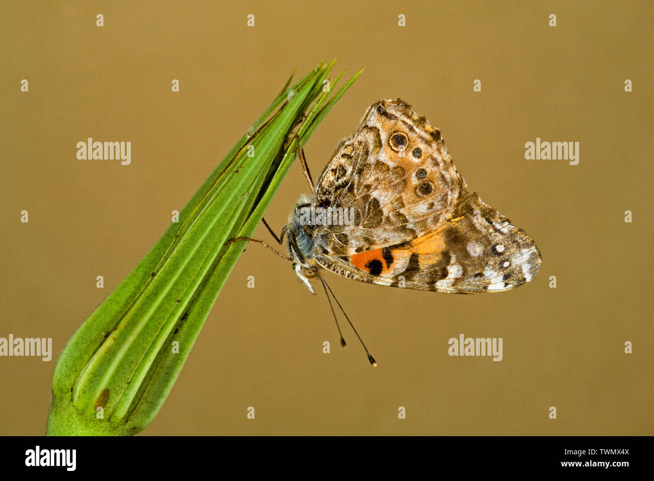 Portrait of a West Coast Lady butterfly, Vanessa annabella Stock Photo