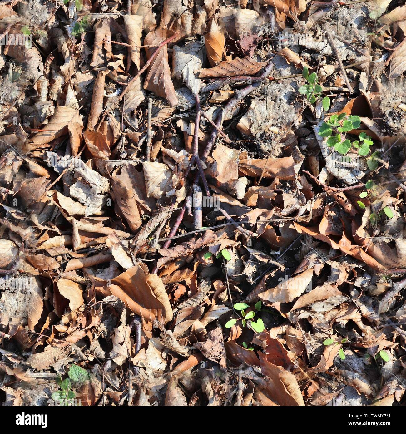 High resolution seemless texture of forest ground with autumn leaves ...