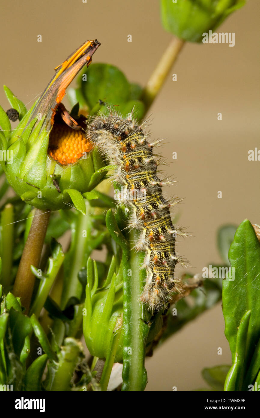 The larva or caterpillar of a Painted Lady Butterfly, feeding on a host plant, in the Cascade Mountains of central Oregon. Stock Photo