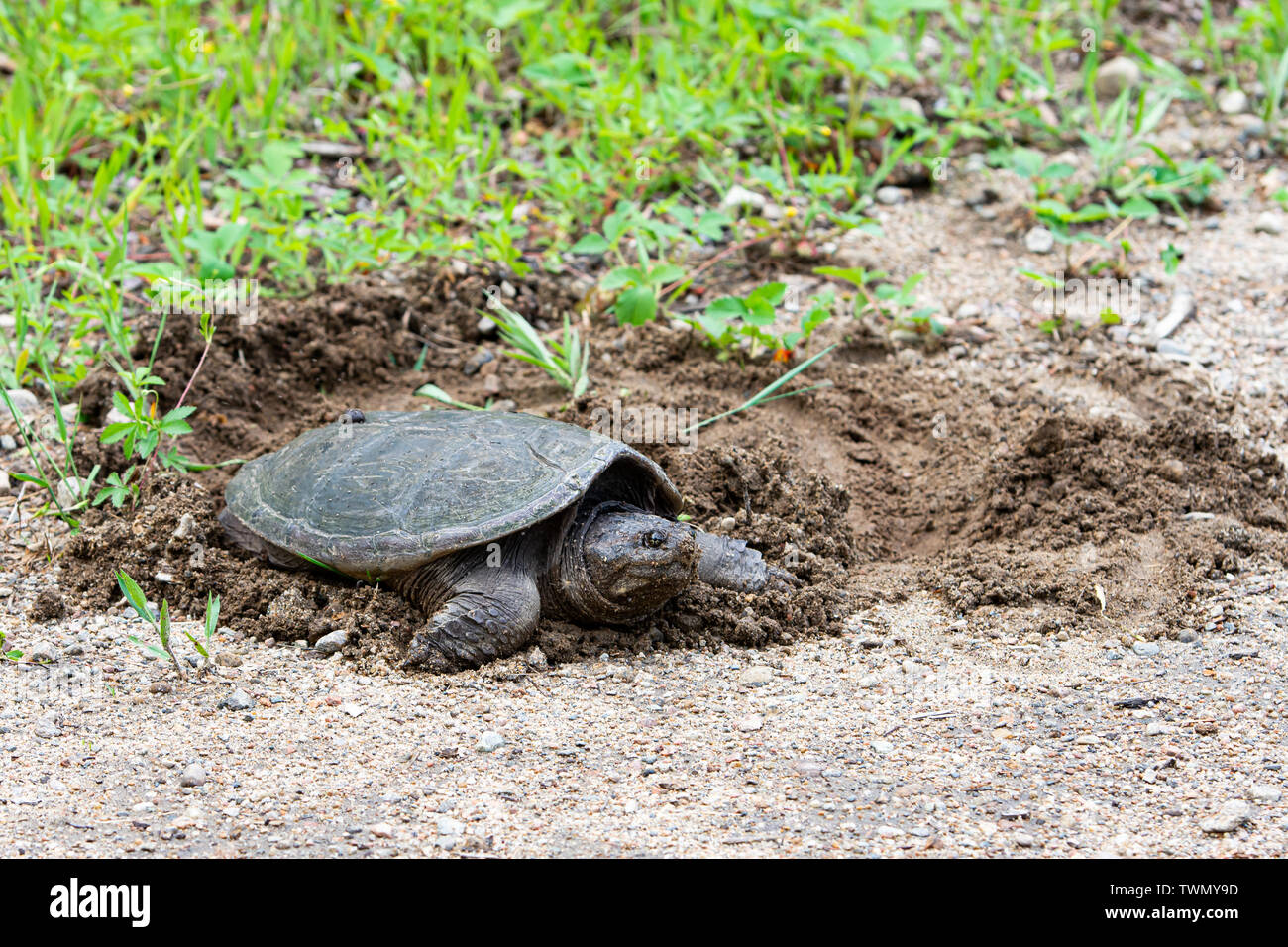 A snapping turtle digging a hole in the dirt to lay eggs in the Adirondack Mountains, NY USA Stock Photo