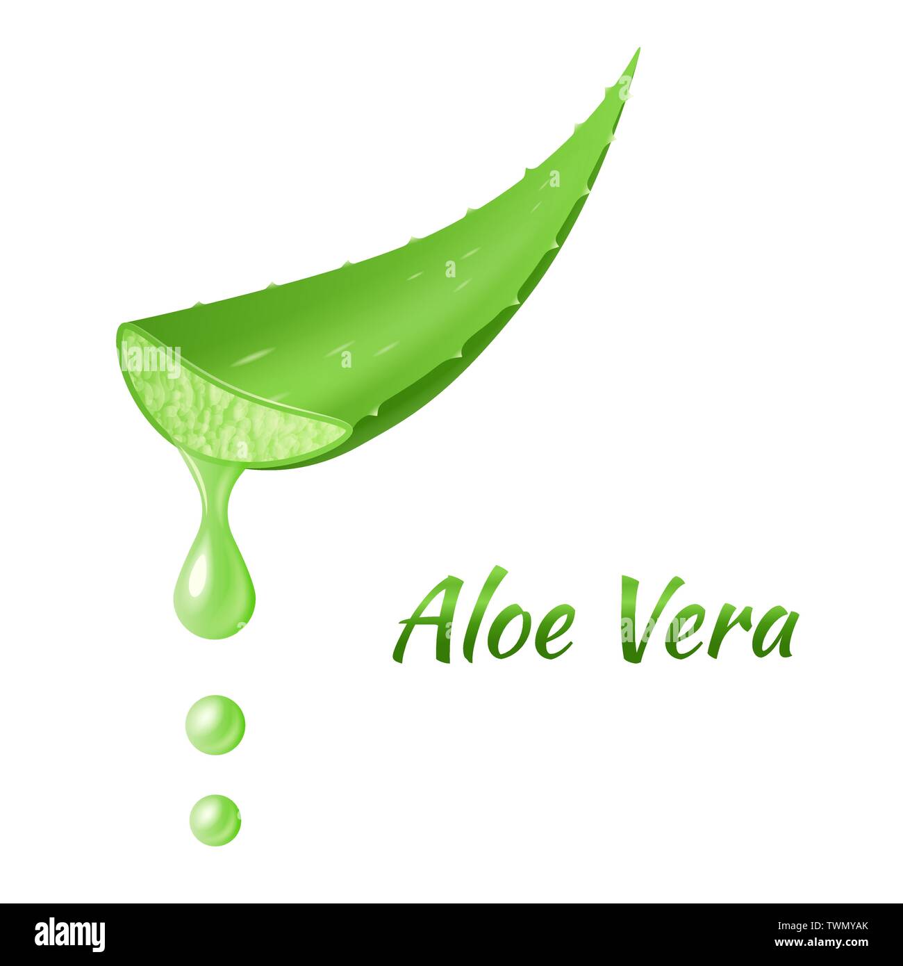 Aloe Vera leaf, realistic green plant, leaves or cut pieces with aloe dripping juice Stock Vector