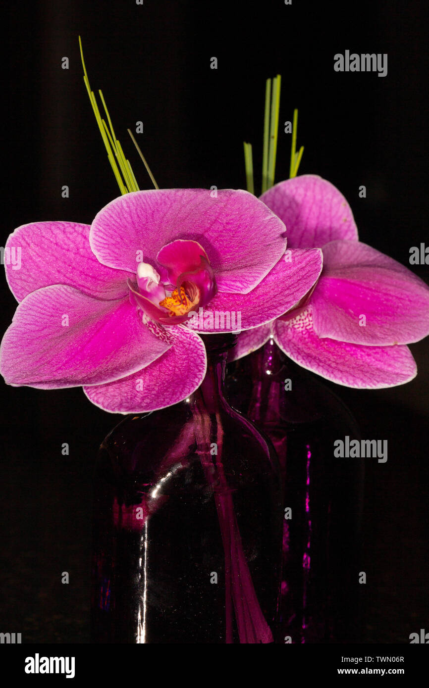 Beautiful pink Phalaenopsis hybrid orchids also called Butterfly or Moth orchids. Stock Photo