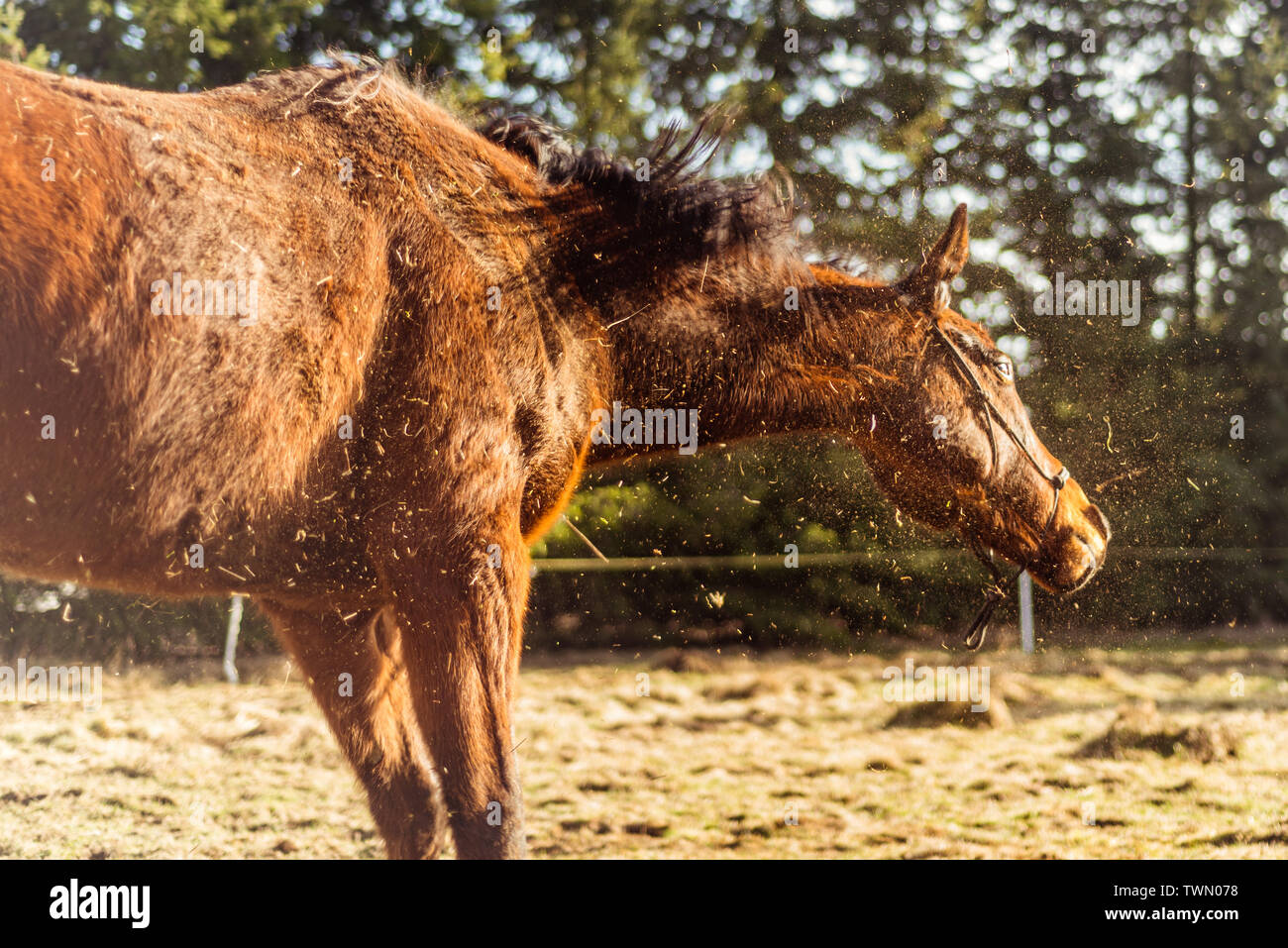 Horse shaking dust hires stock photography and images Alamy