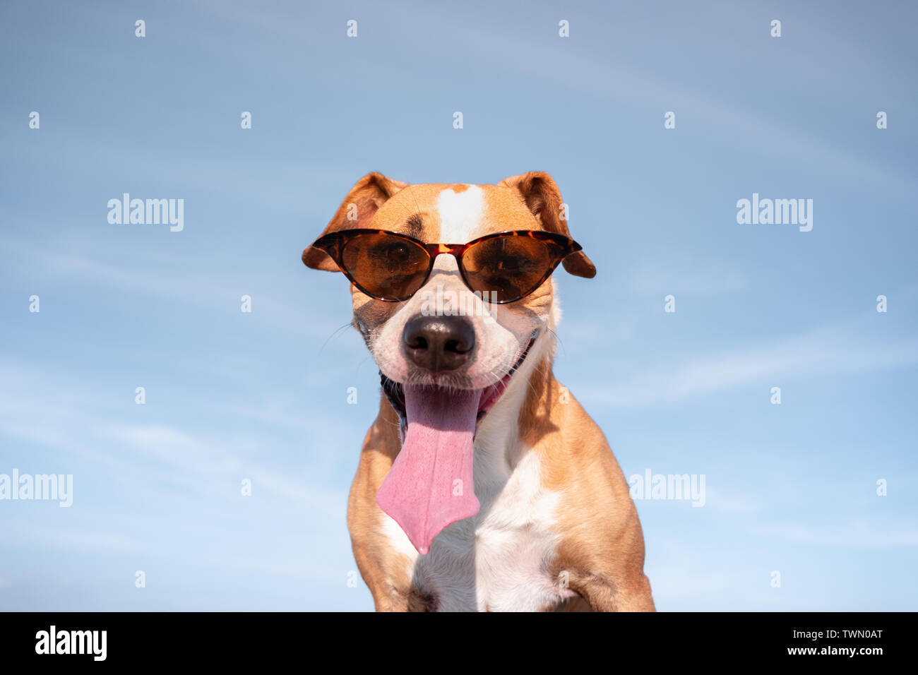 Funny hot weather hi-res stock photography and images - Alamy
