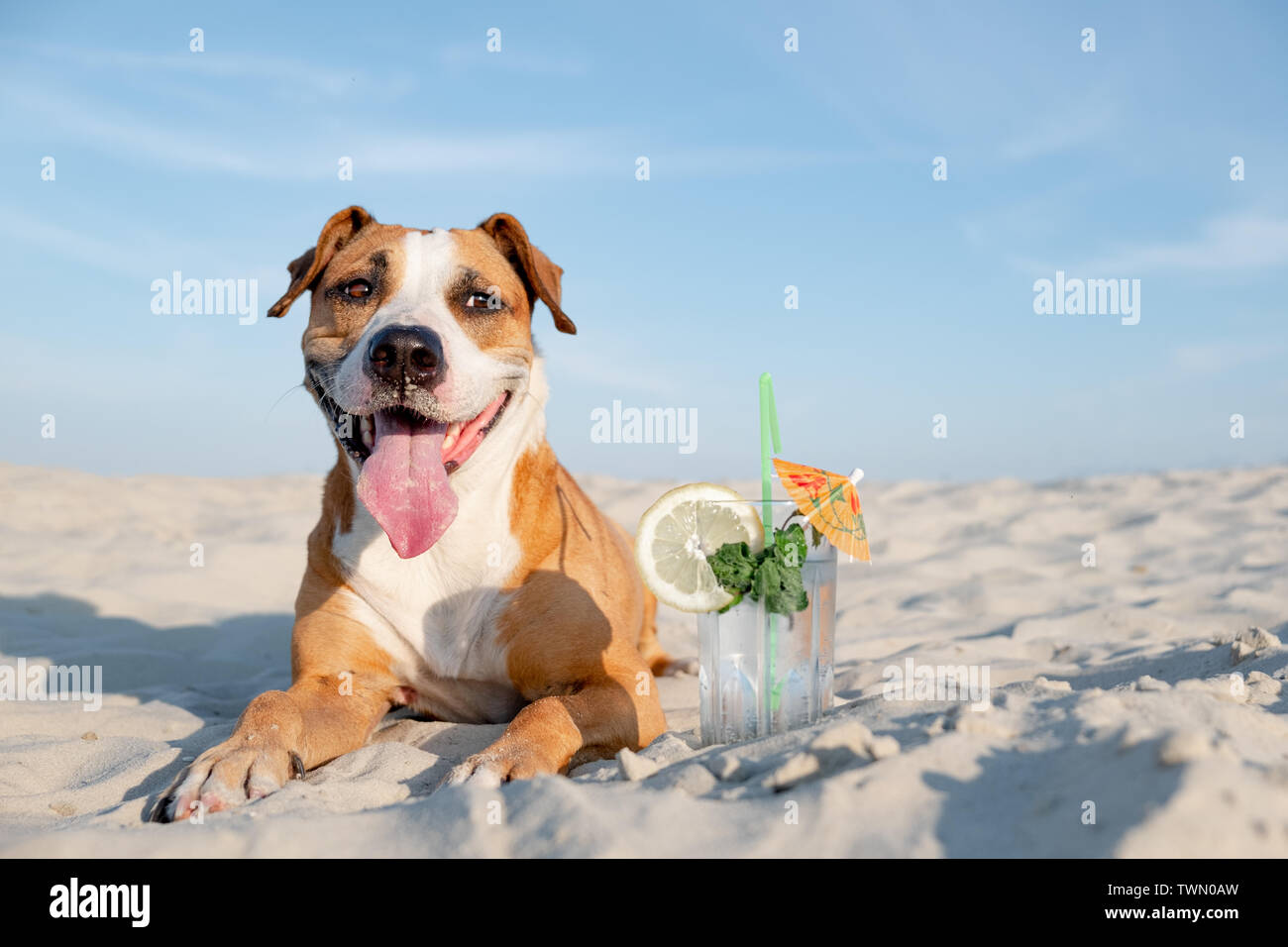 Cute dog on the beach and a glass of cold cocktail drink. Summer ...
