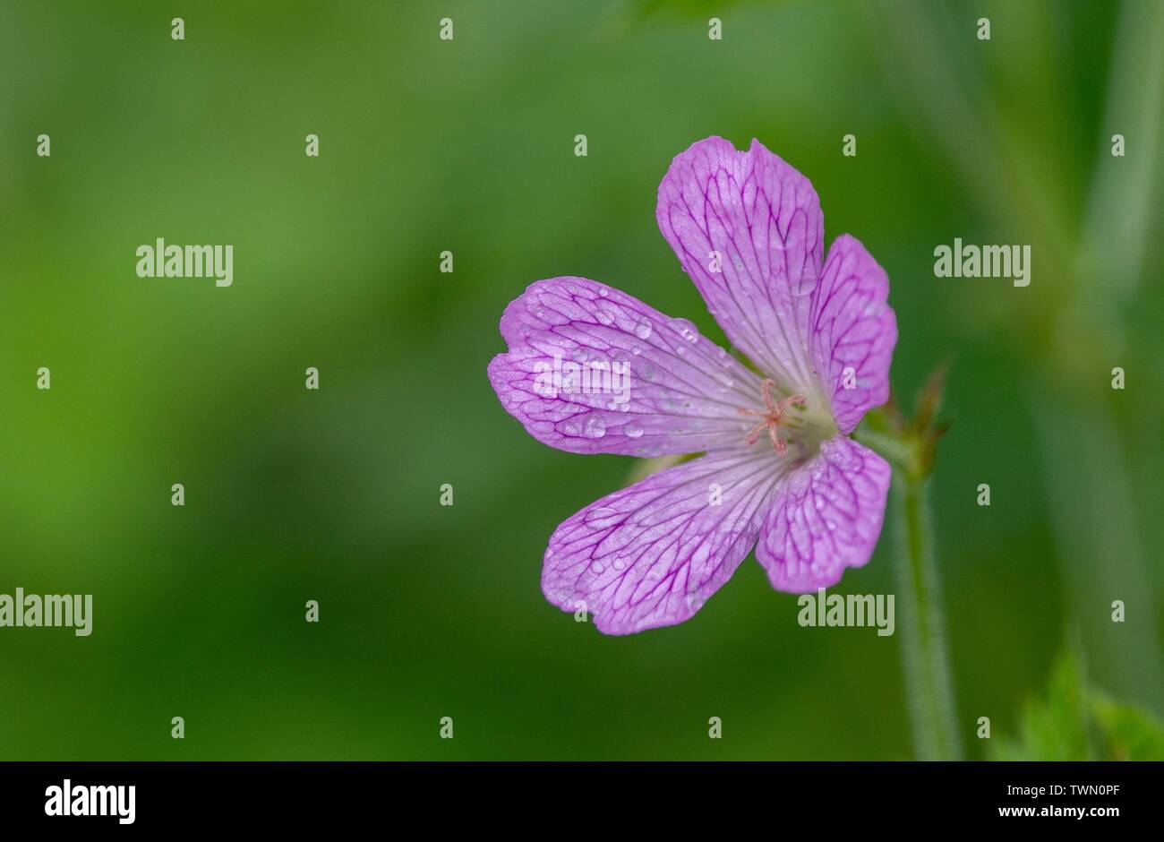 A close up photo of a pink Geranium Stock Photo