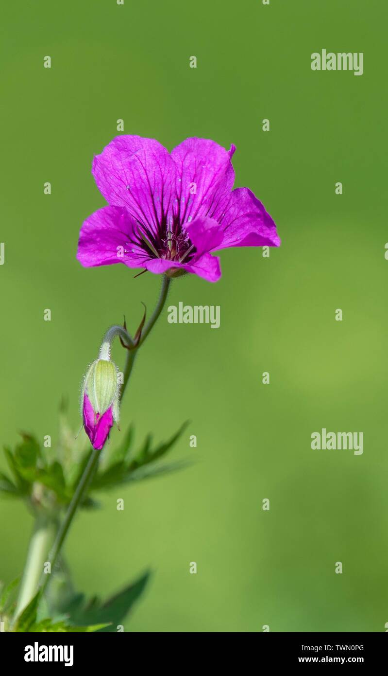 A close up photo of a pink Geranium Stock Photo