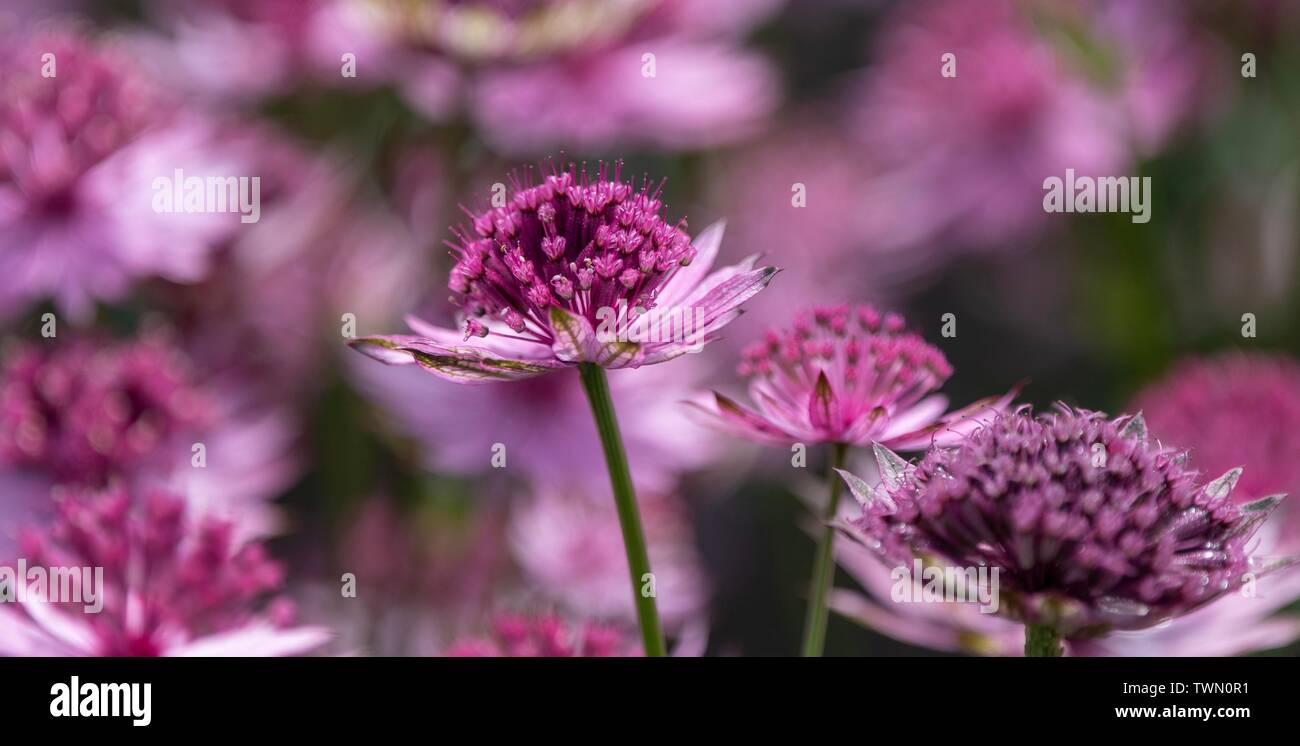 A close up photo of a pinky red Astrantia Stock Photo