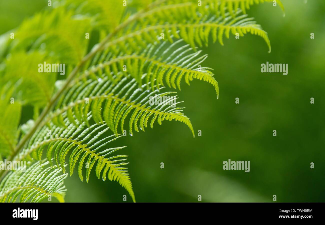 Boston fern hi-res stock photography and images - Alamy