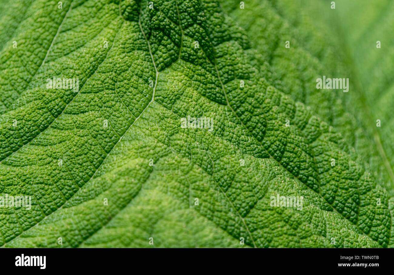 A close up photo of the veins and patterns in a green leaf Stock Photo ...