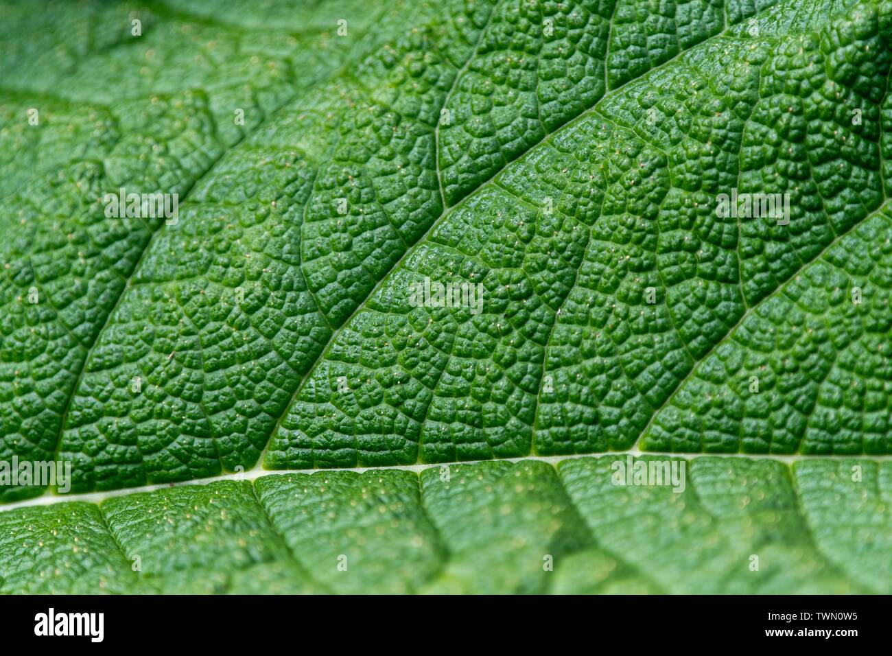 A close up photo of the veins and patterns in a green leaf Stock Photo