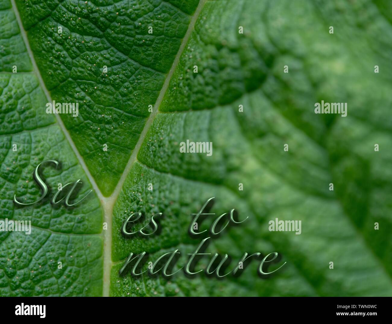 A close up photo of the veins and patterns in a green leaf Stock Photo ...