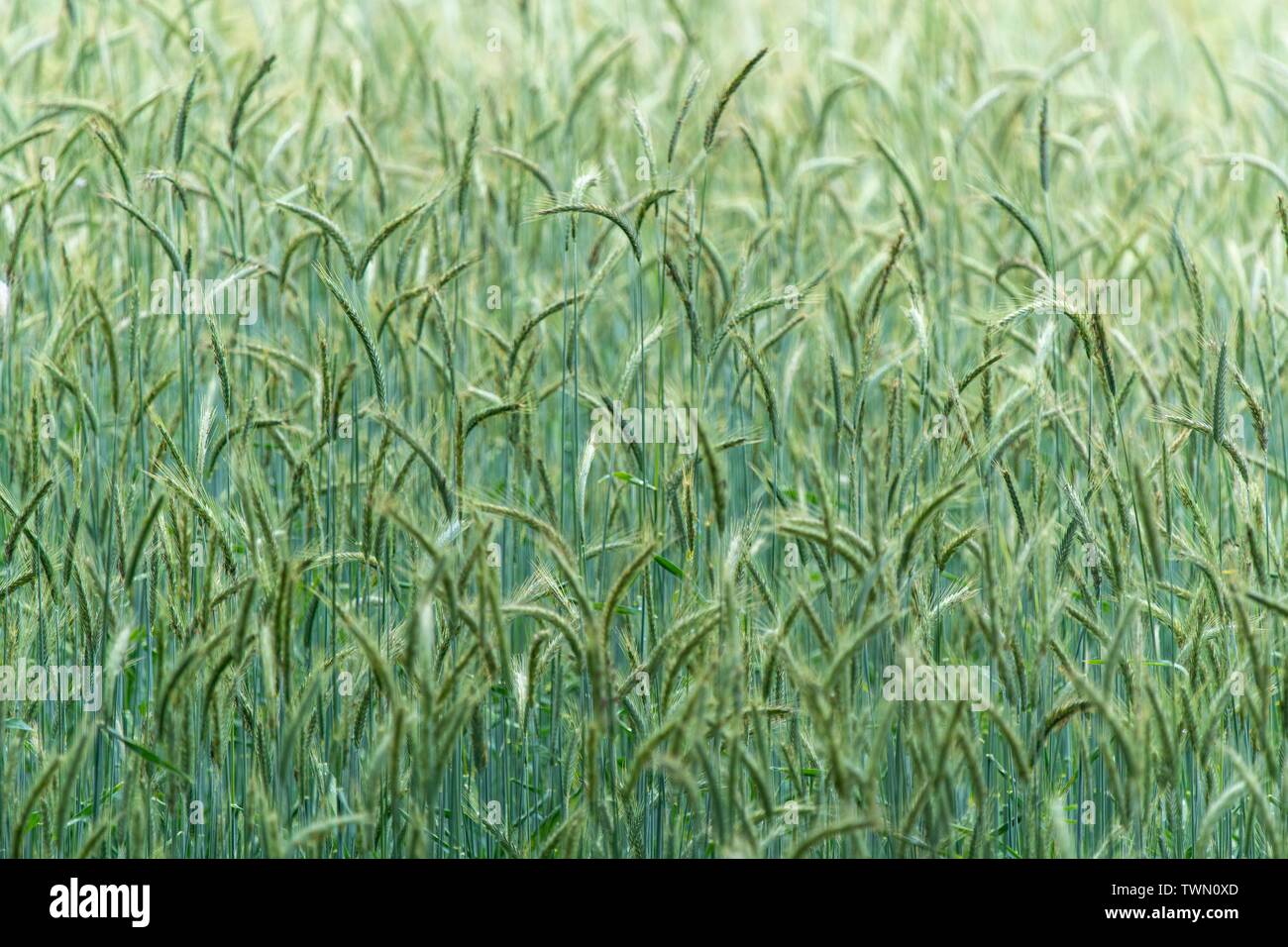 A close up photo of a cereal crop field, UK Stock Photo