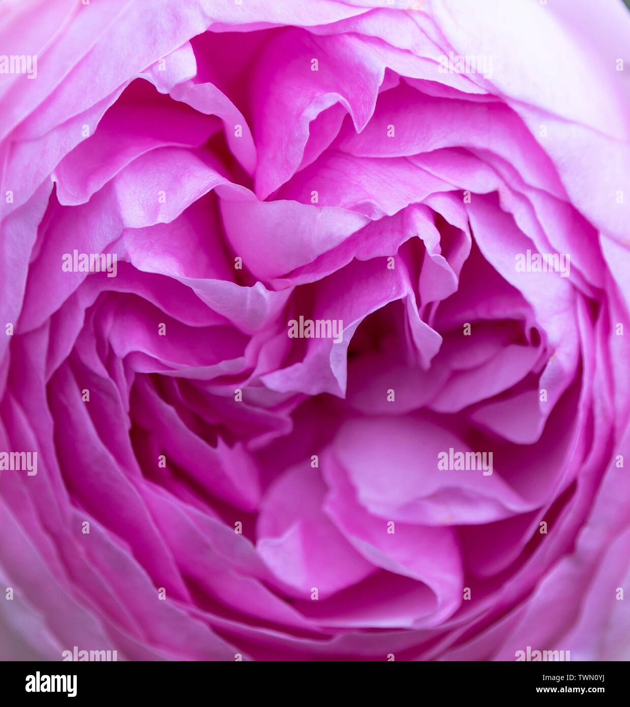 A close up photo of a Pink Rose Stock Photo - Alamy