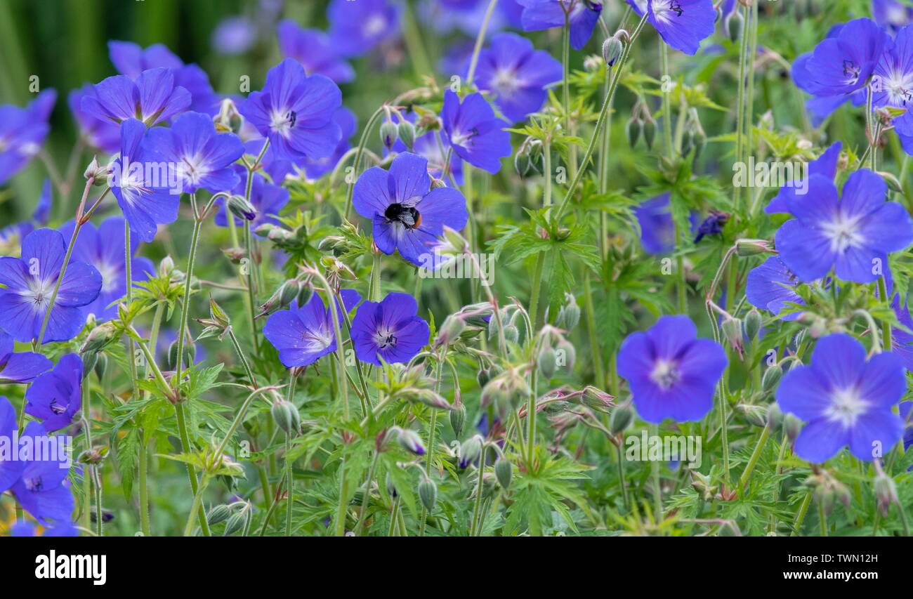 A close up photo of a Campanula with a bee Stock Photo