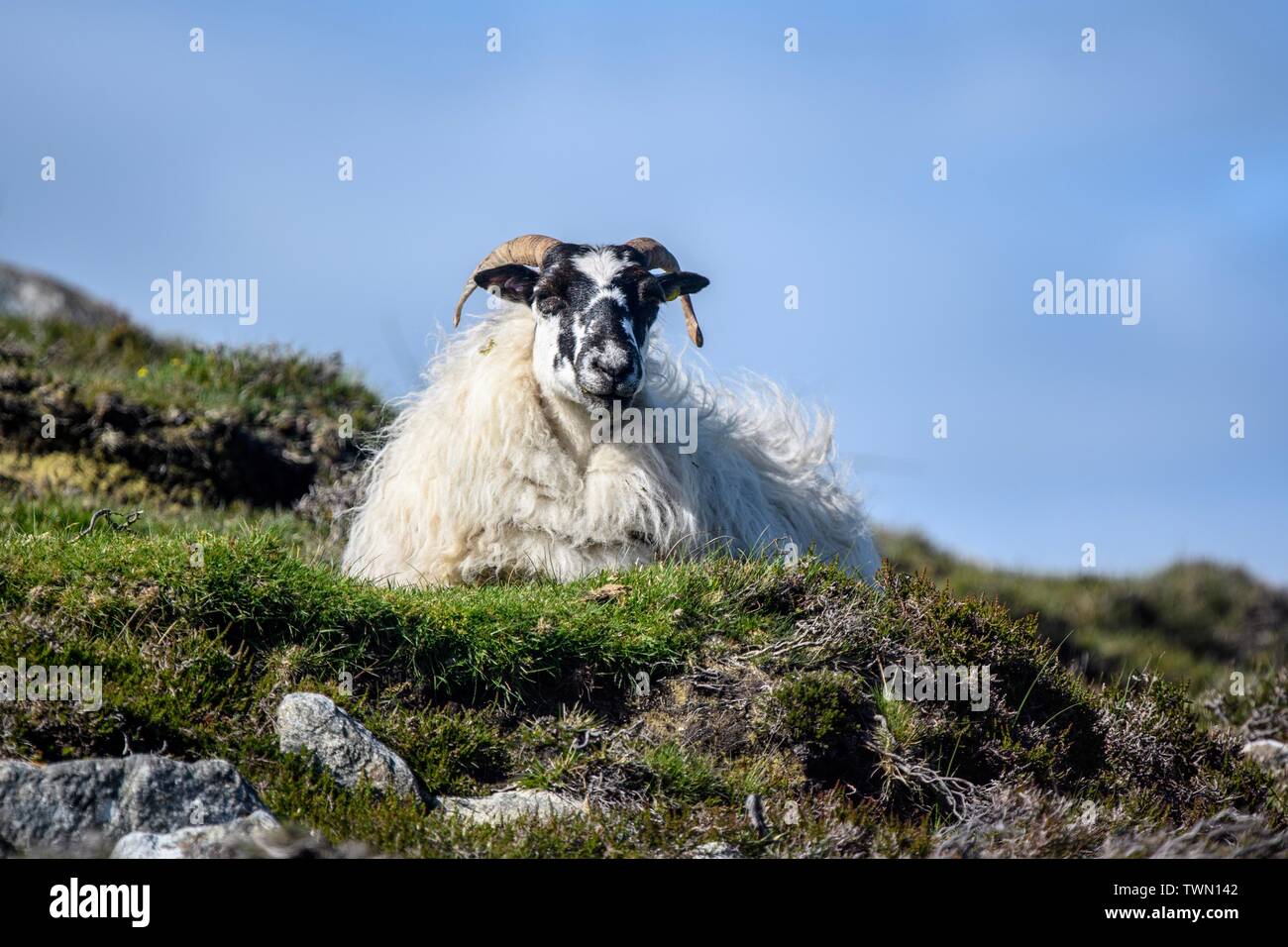 A Sheep on the Isle of Harris in the Outer Hebrides Stock Photo