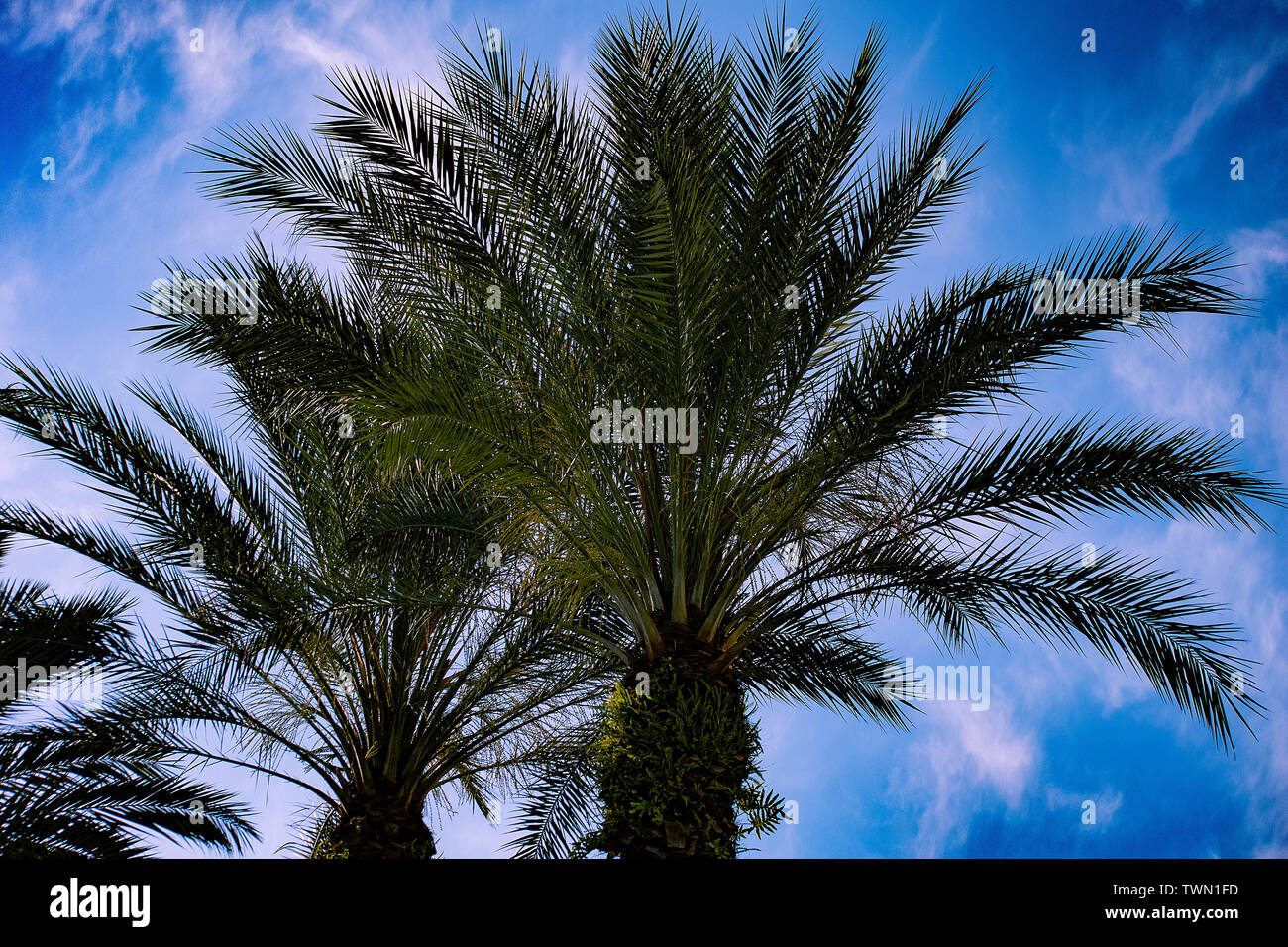 Tampa Bay, Florida. April 28, 2019. Top view of palm trees on sunrise background Stock Photo Alamy