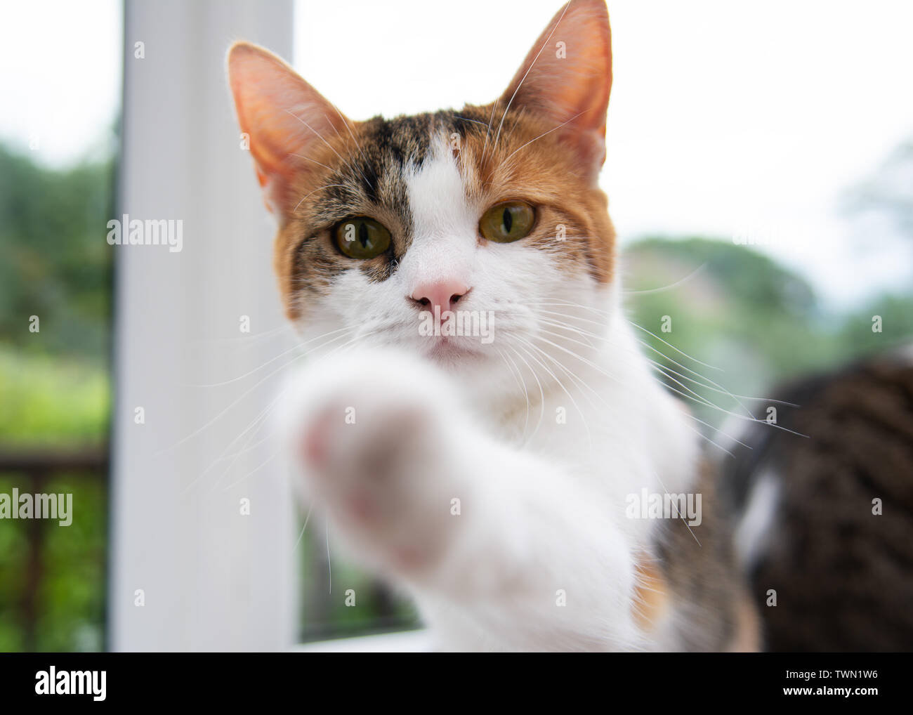 Pixel Cat Images – Browse 77 Stock Photos, Vectors, and Video