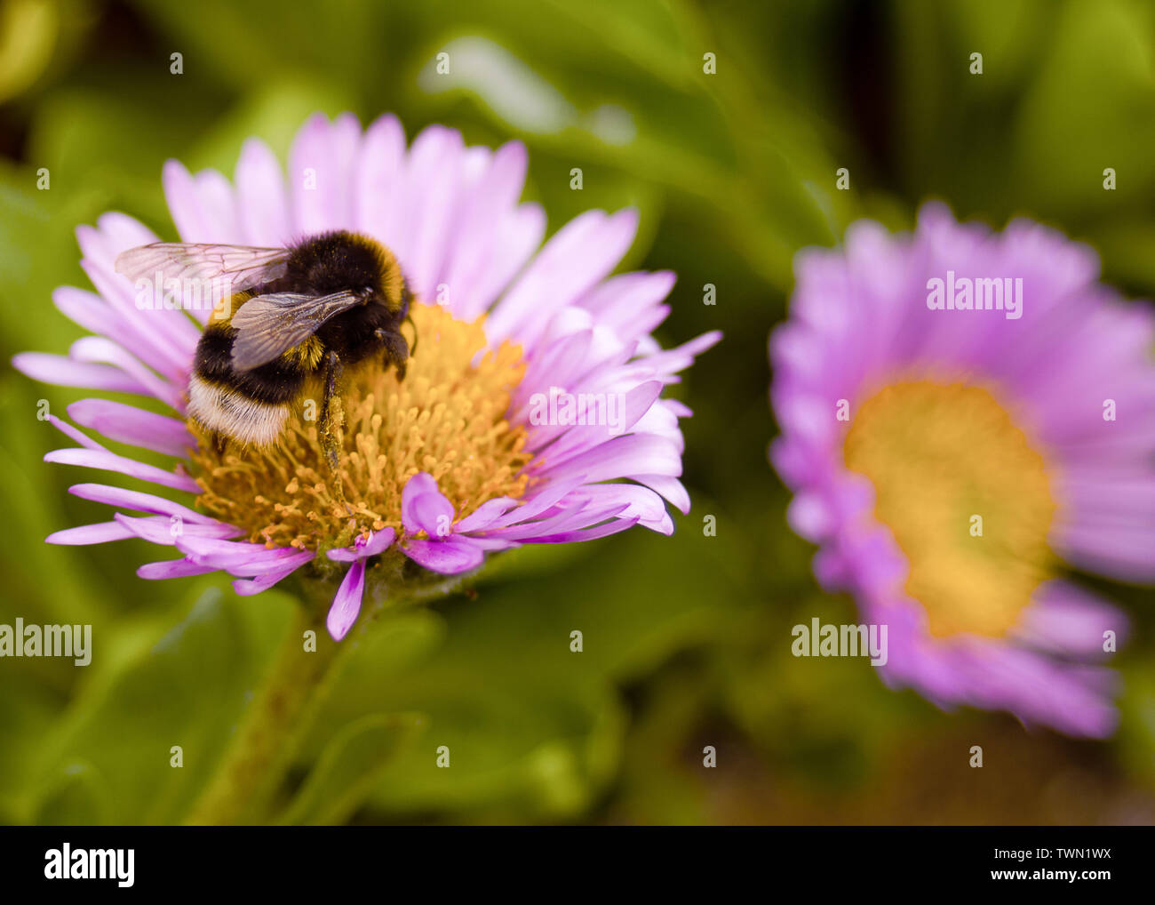 flowers in spring with wasps and bees Stock Photo Alamy