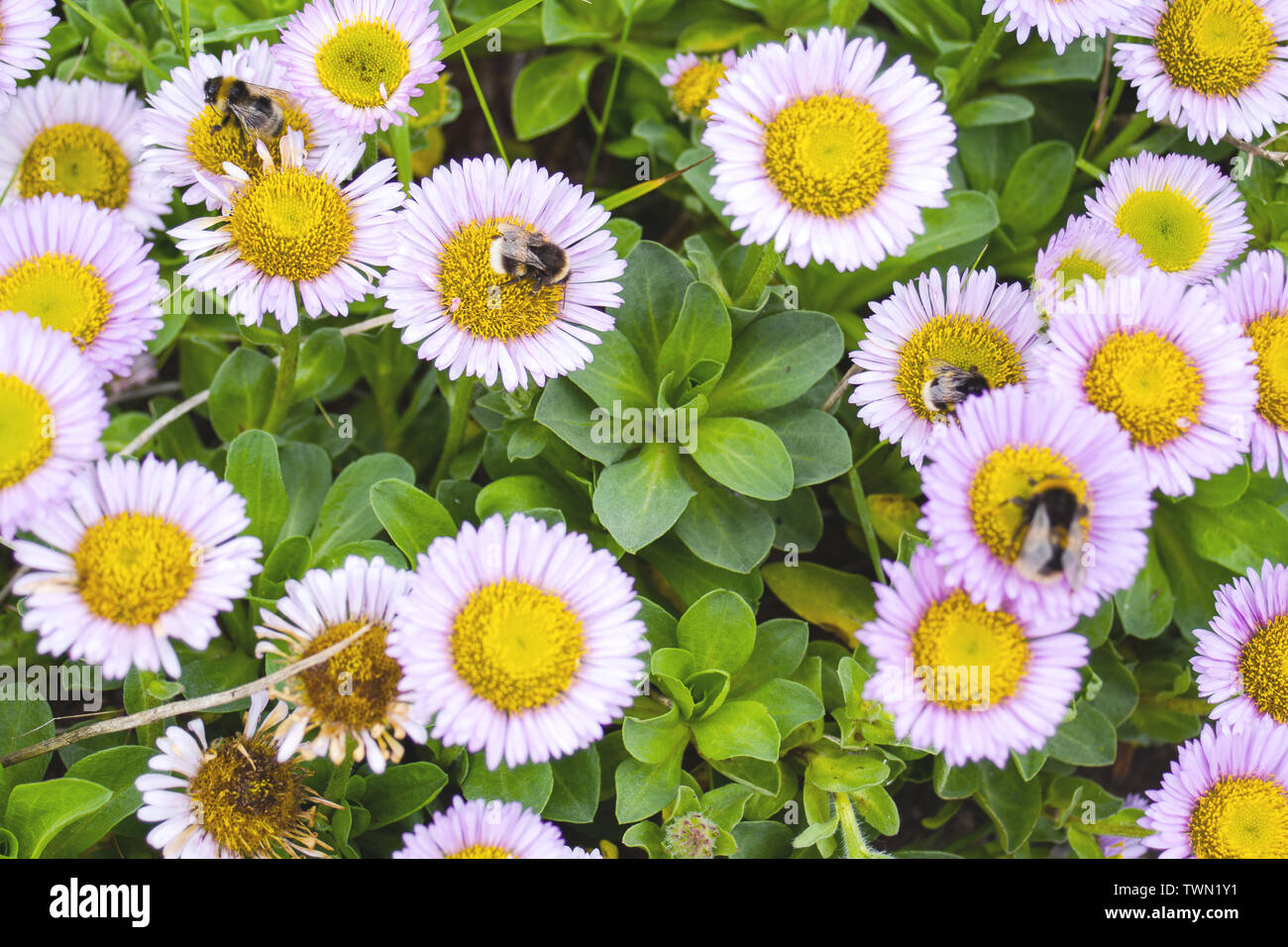 A patterned flower scene in summer with honey bees Stock Photo