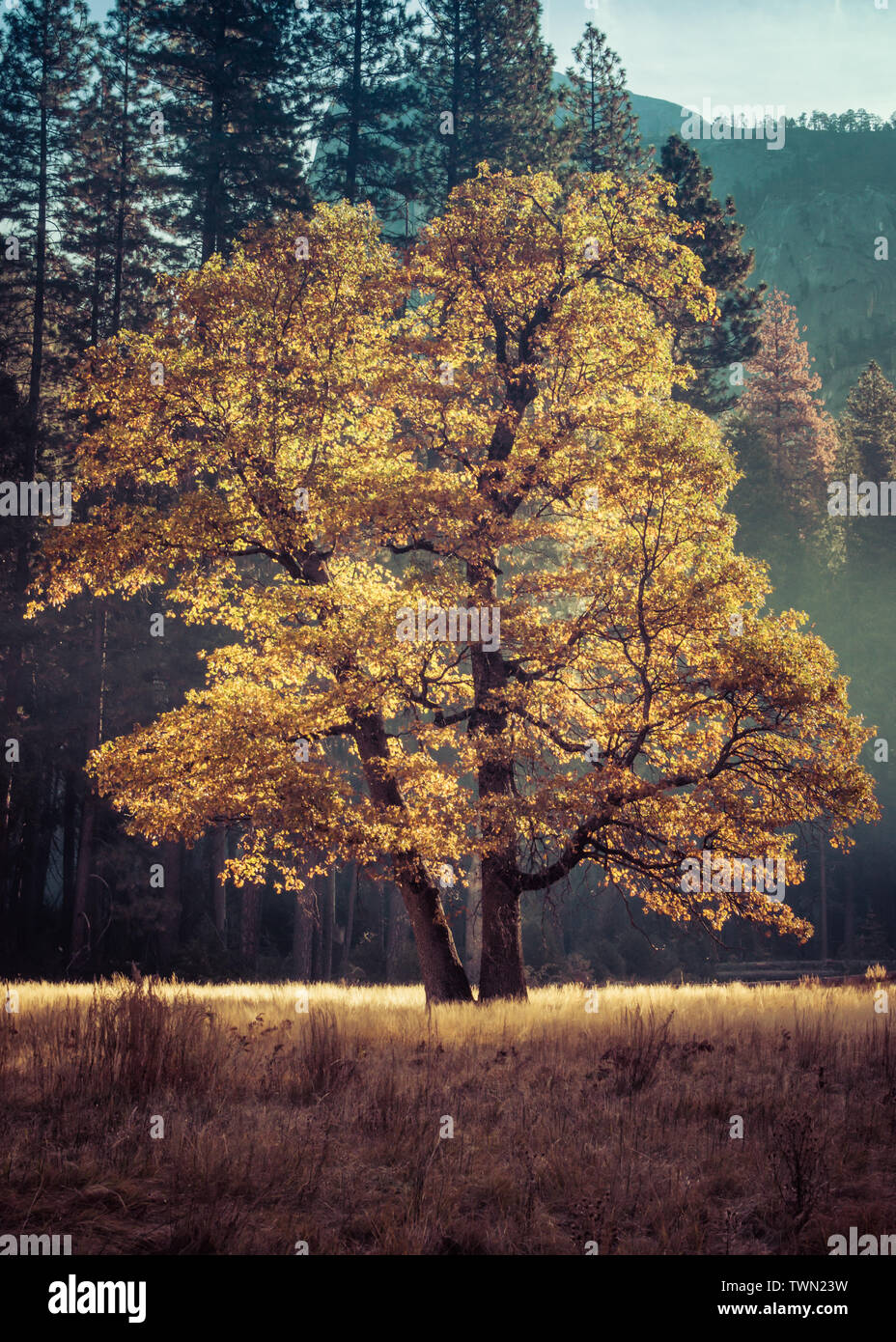 Black oak tree hires stock photography and images Alamy