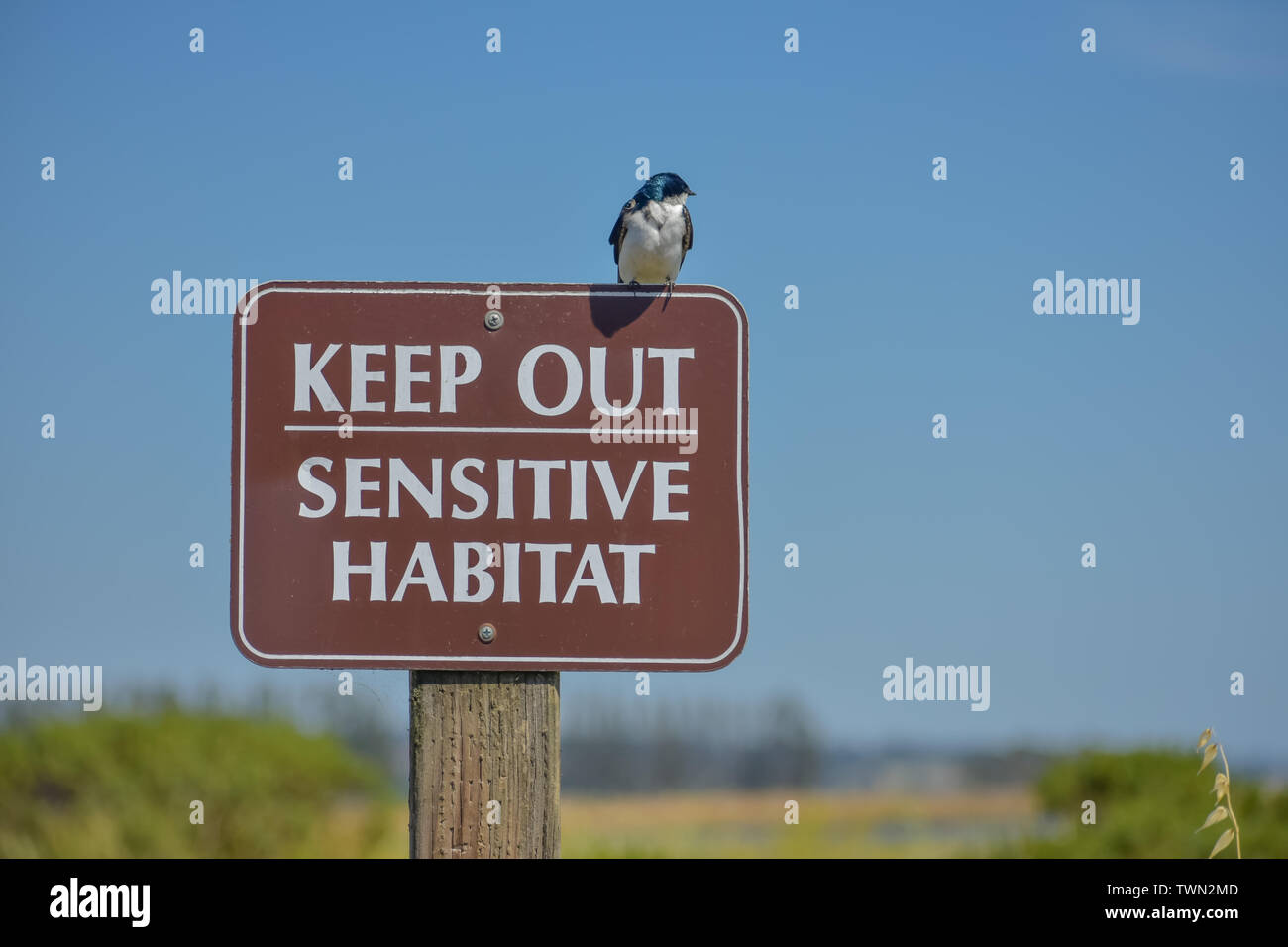 Cute little tree swallow perched on a 'Keep Out Sensitive Habitat' sign at wetlands nature preserve. Stock Photo