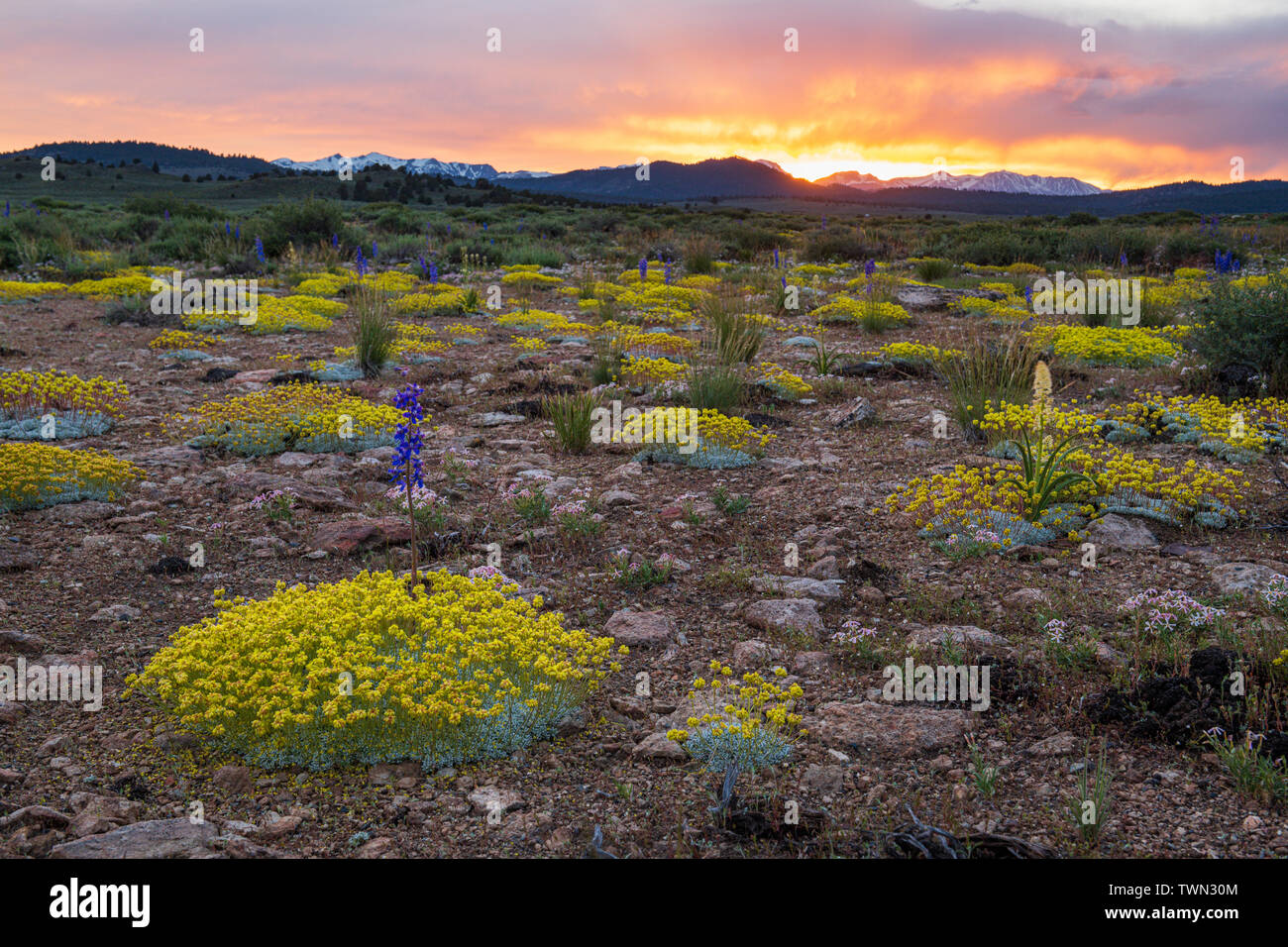 Sulfur Buckwheat and Larkspur mix in the high desert at sunset in Long Valley near Mammoth Lakes along scenic highway 395 in the Eastern Sierra, Calif Stock Photo