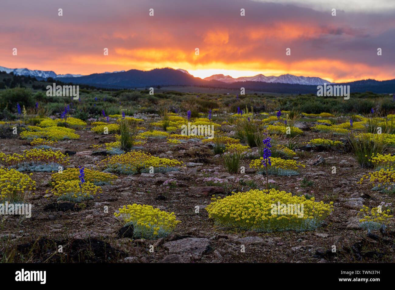 Sulfur Buckwheat and Larkspur mix in the high desert at sunset in Long Valley near Mammoth Lakes along scenic highway 395 in the Eastern Sierra, Calif Stock Photo