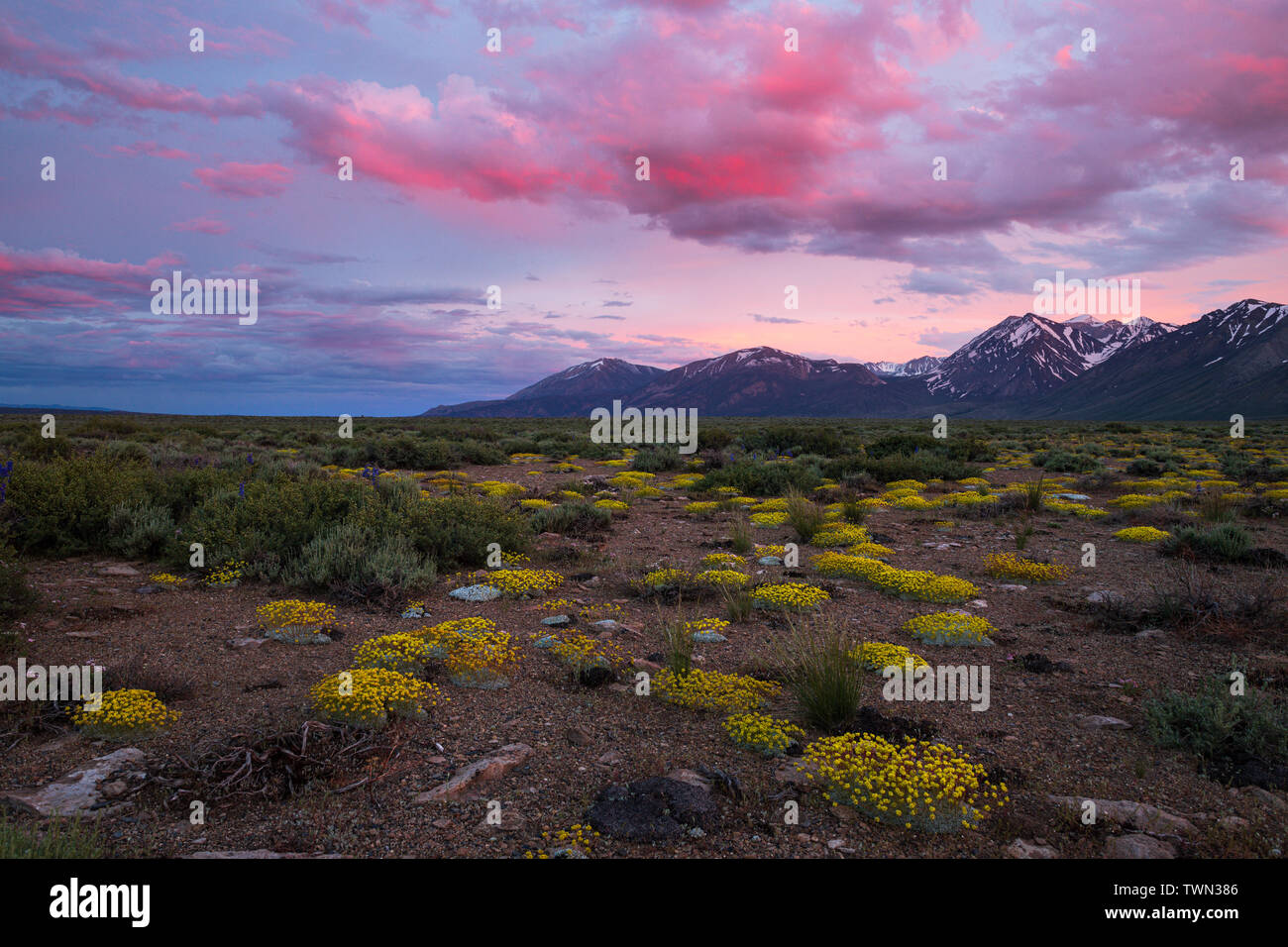 Sulfur Buckwheat and Larkspur mix in the high desert at sunset in Long Valley near Mammoth Lakes along scenic highway 395 in the Eastern Sierra, Calif Stock Photo