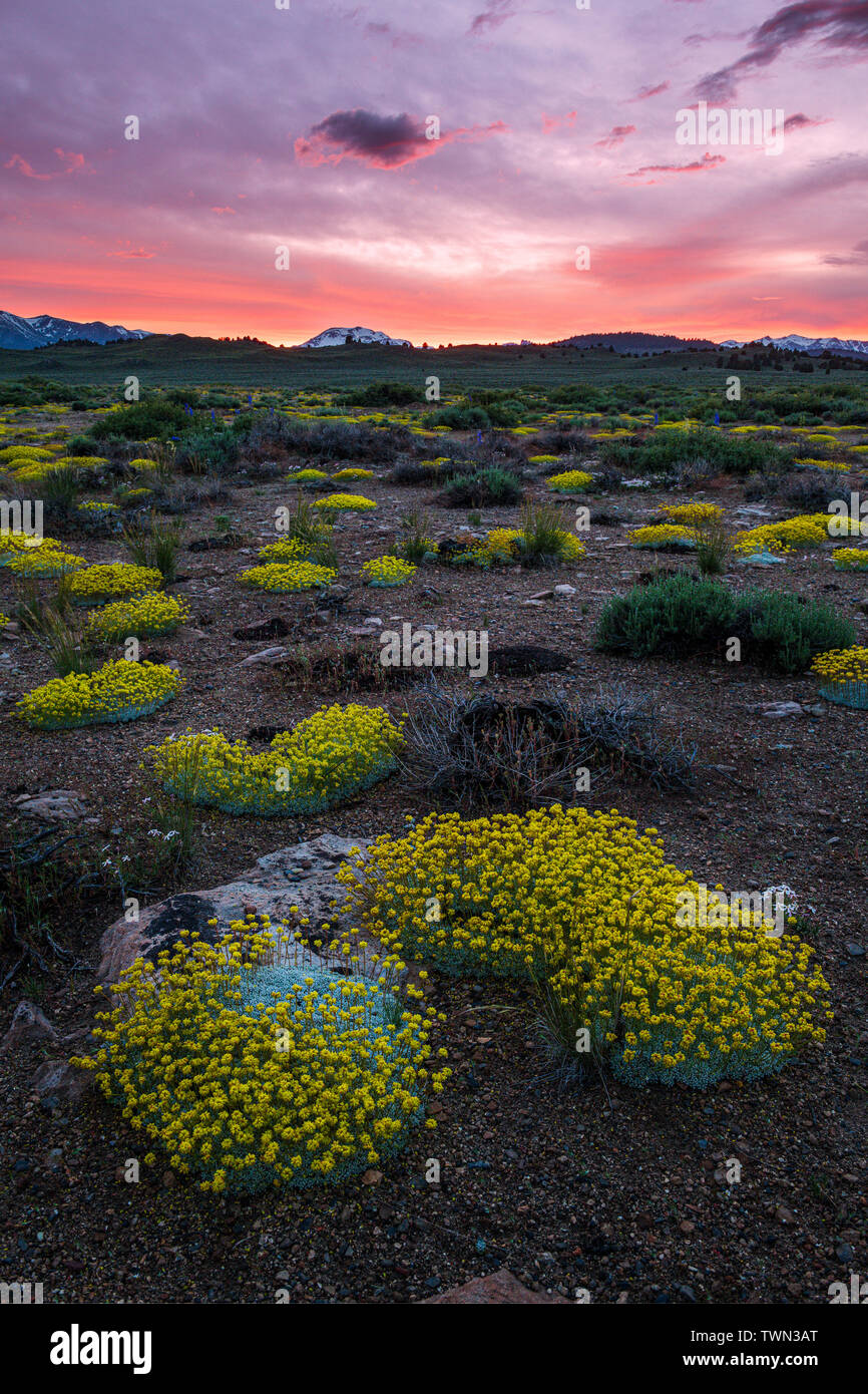 Sulfur Buckwheat and Larkspur mix in the high desert at sunset in Long Valley with Mammoth Mountain ski area in the background along scenic highway 39 Stock Photo