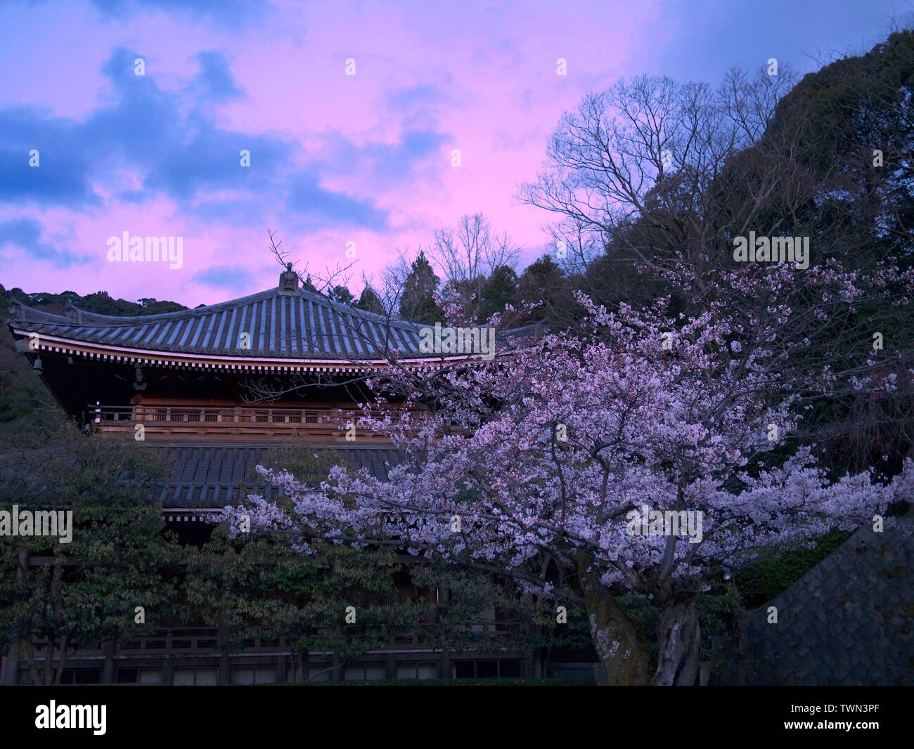 Chion-in or Chionin Temple grounds at dusk or sunset with a cherry blossom tree or sakura and pink sky, Kyoto, Japan Stock Photo