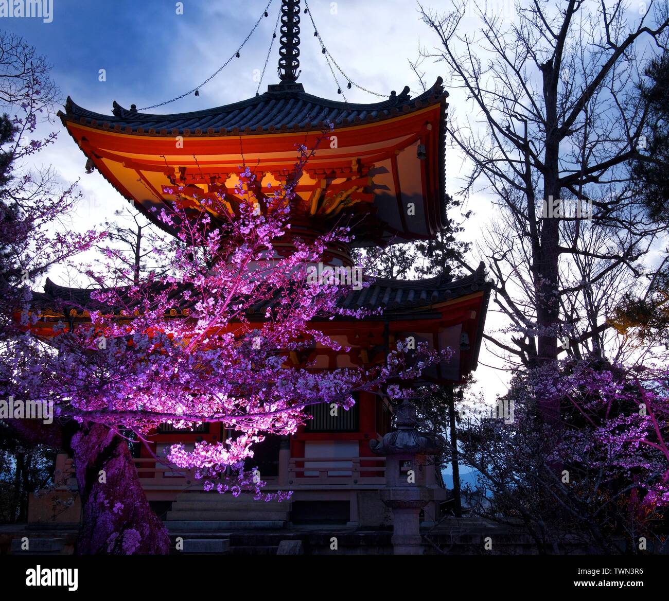 Red Three Story Pagoda at Chion-in or Chionin Temple grounds at dusk with a cherry blossom tree or sakura, Kyoto, Japan Stock Photo