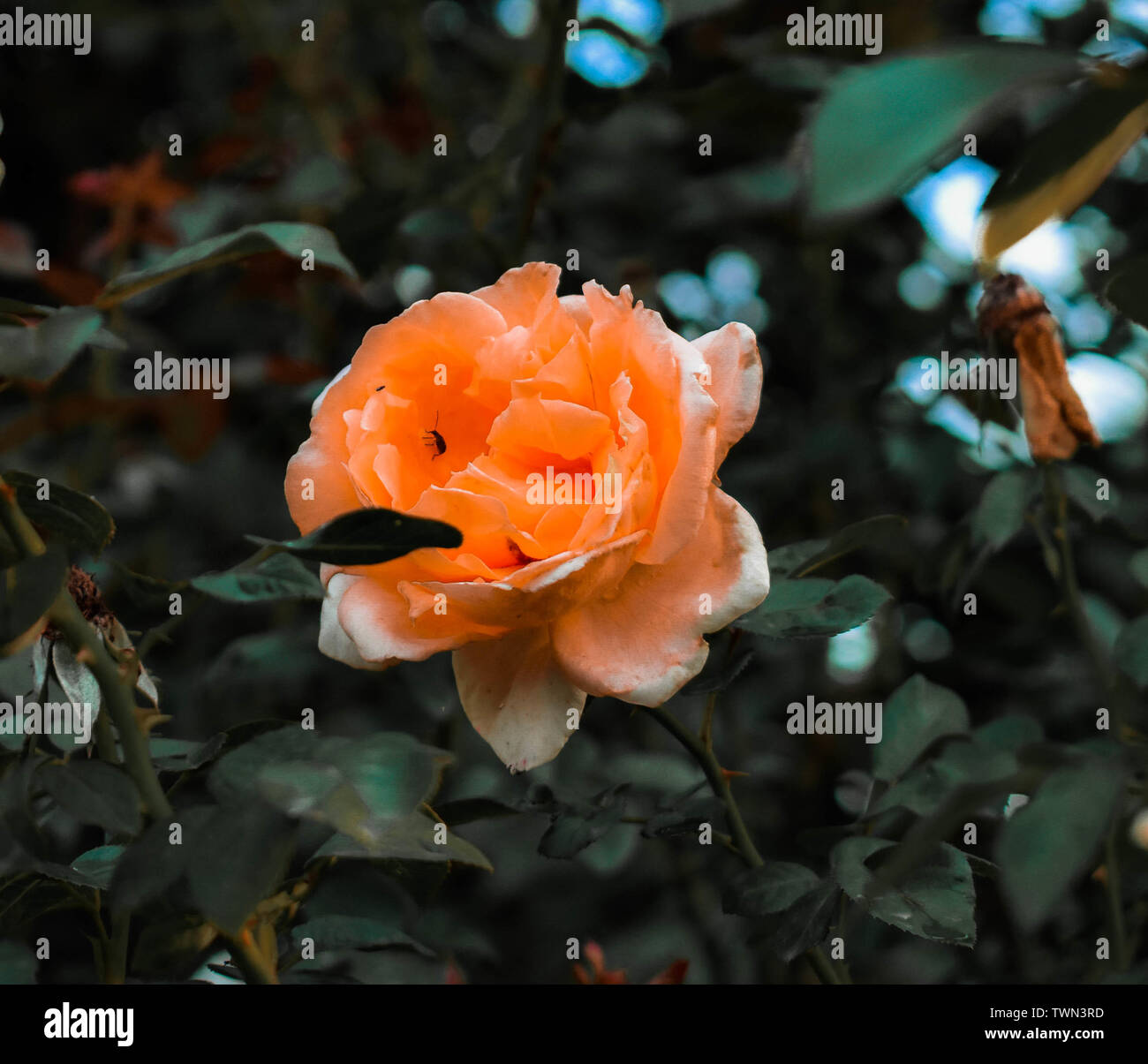 Orange n White Rose Stock Photo