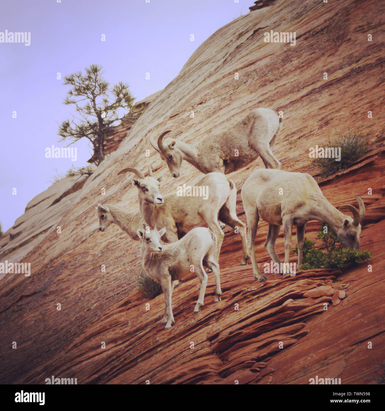 Bighorn Sheep , Zion National Park Utah USA Stock Photo Alamy