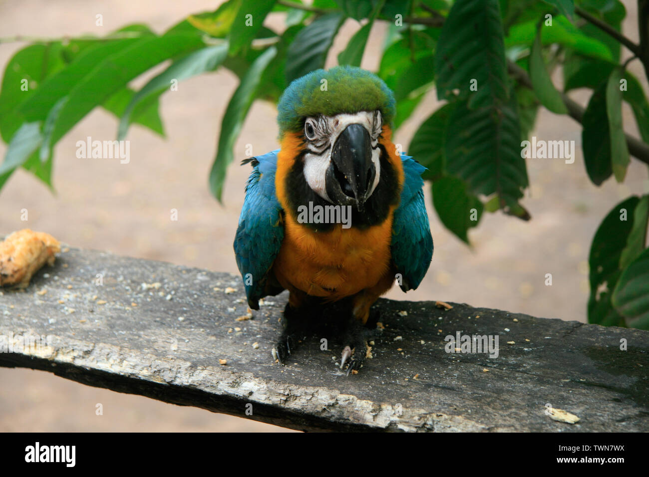A tamed parrot in an Indian reservation Stock Photo