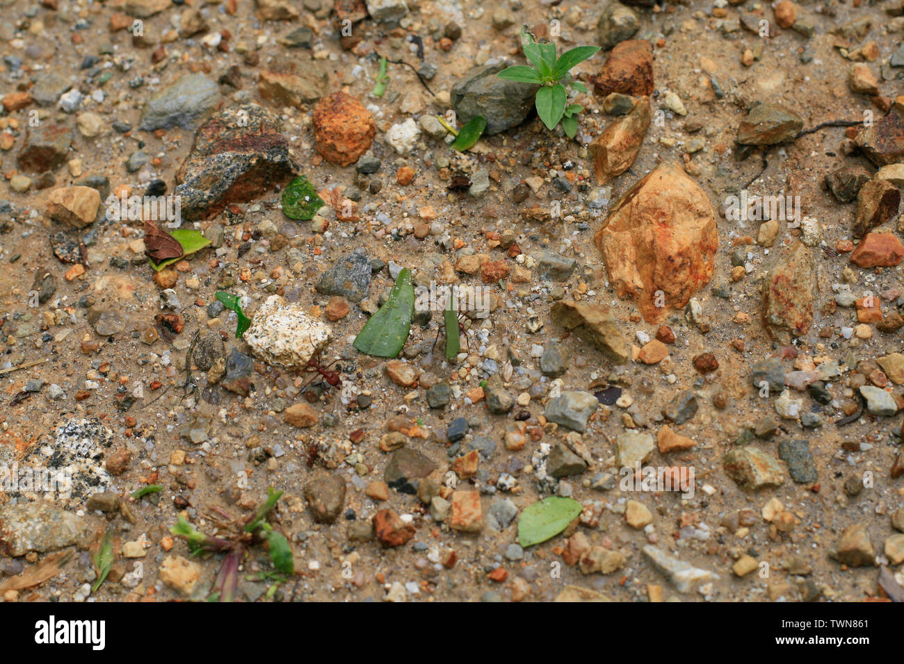 ants carry leaves in their anthills Stock Photo