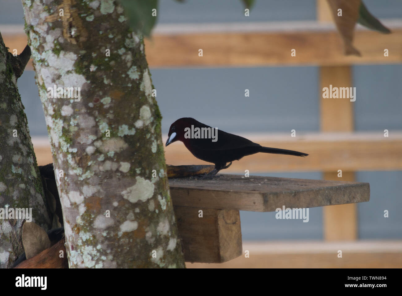 bird on a feeding tree Stock Photo