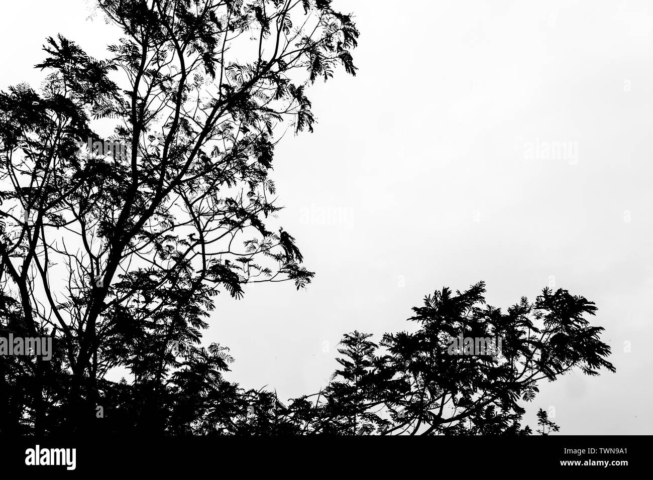 Jungle Leaves Silhouette High Resolution Stock Photography and Images