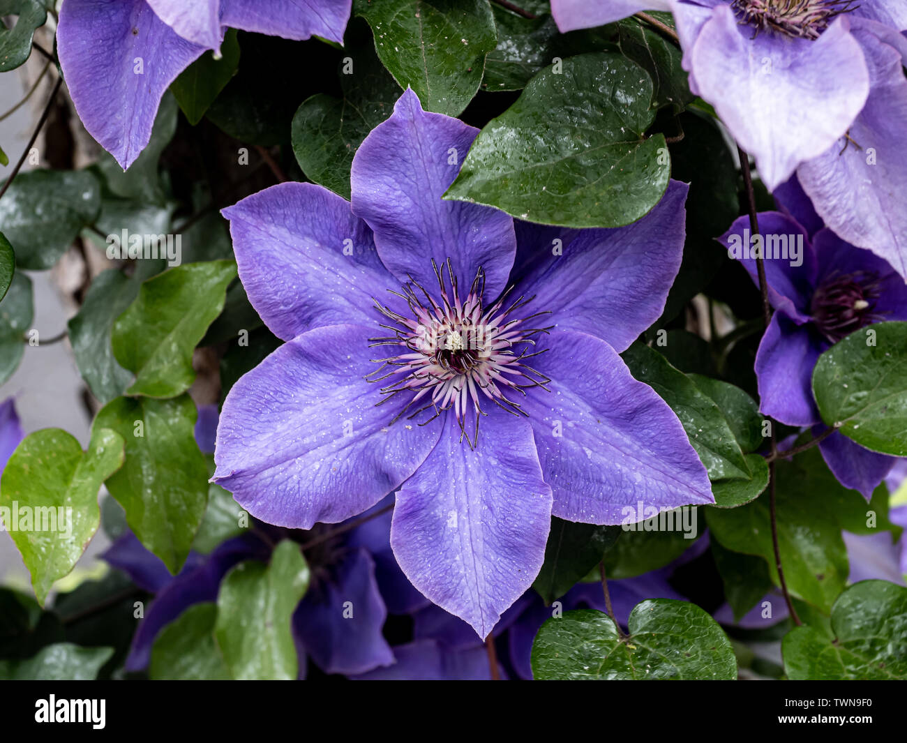 A purple purple clematis flower, clematis viticella, blooms in a Japanese garden. Stock Photo