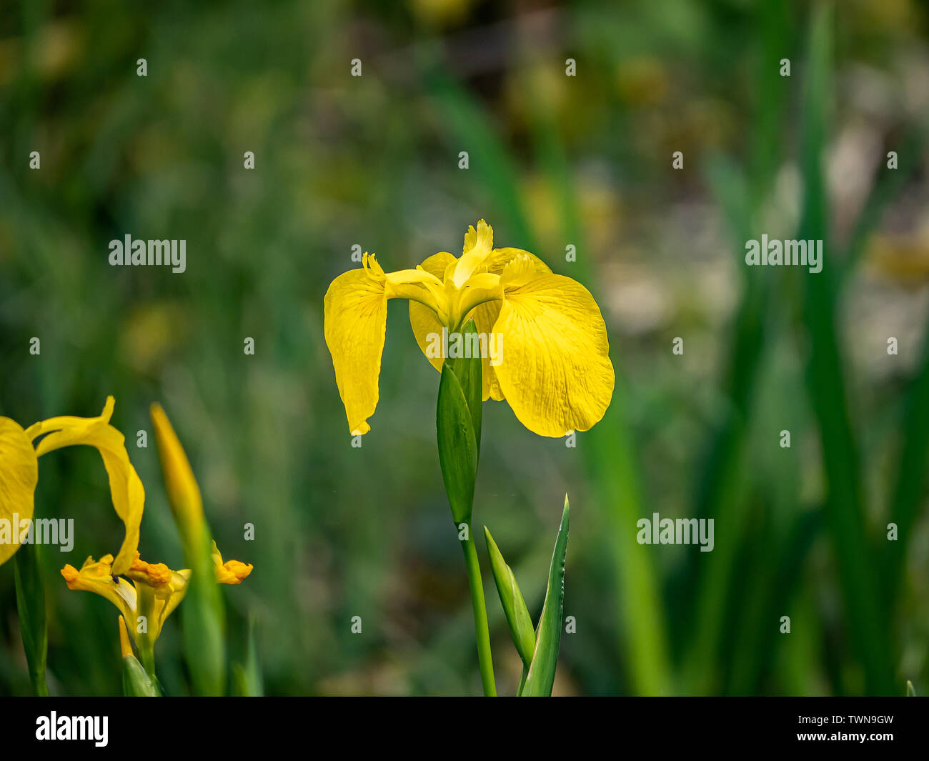 A yellow iris, iris pseudoacorus, blooms in a planter box in a Japanese park. Stock Photo