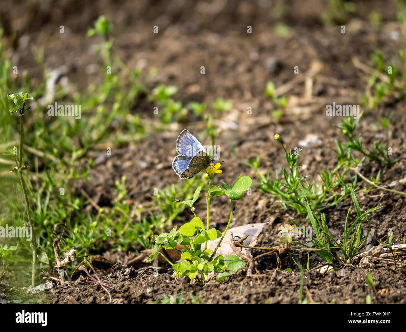 A pale grass blue butterfly, pseudozizeeria maha, rests on a flower in a Japanese park and nature preserve. Stock Photo