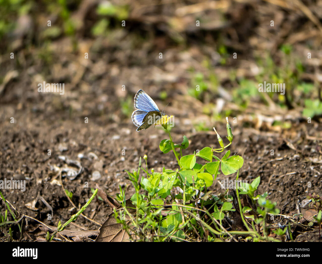 A pale grass blue butterfly, pseudozizeeria maha, rests on a flower in a Japanese park and nature preserve. Stock Photo