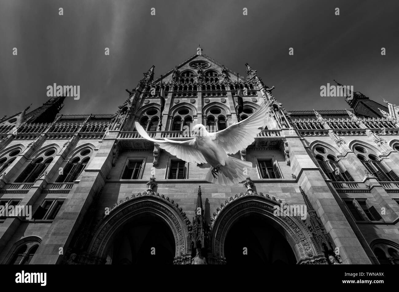 The same frame, the same building, the same pigeon, the same desire to fly. What is different is the color of the photo, not the bird (because it reta Stock Photo