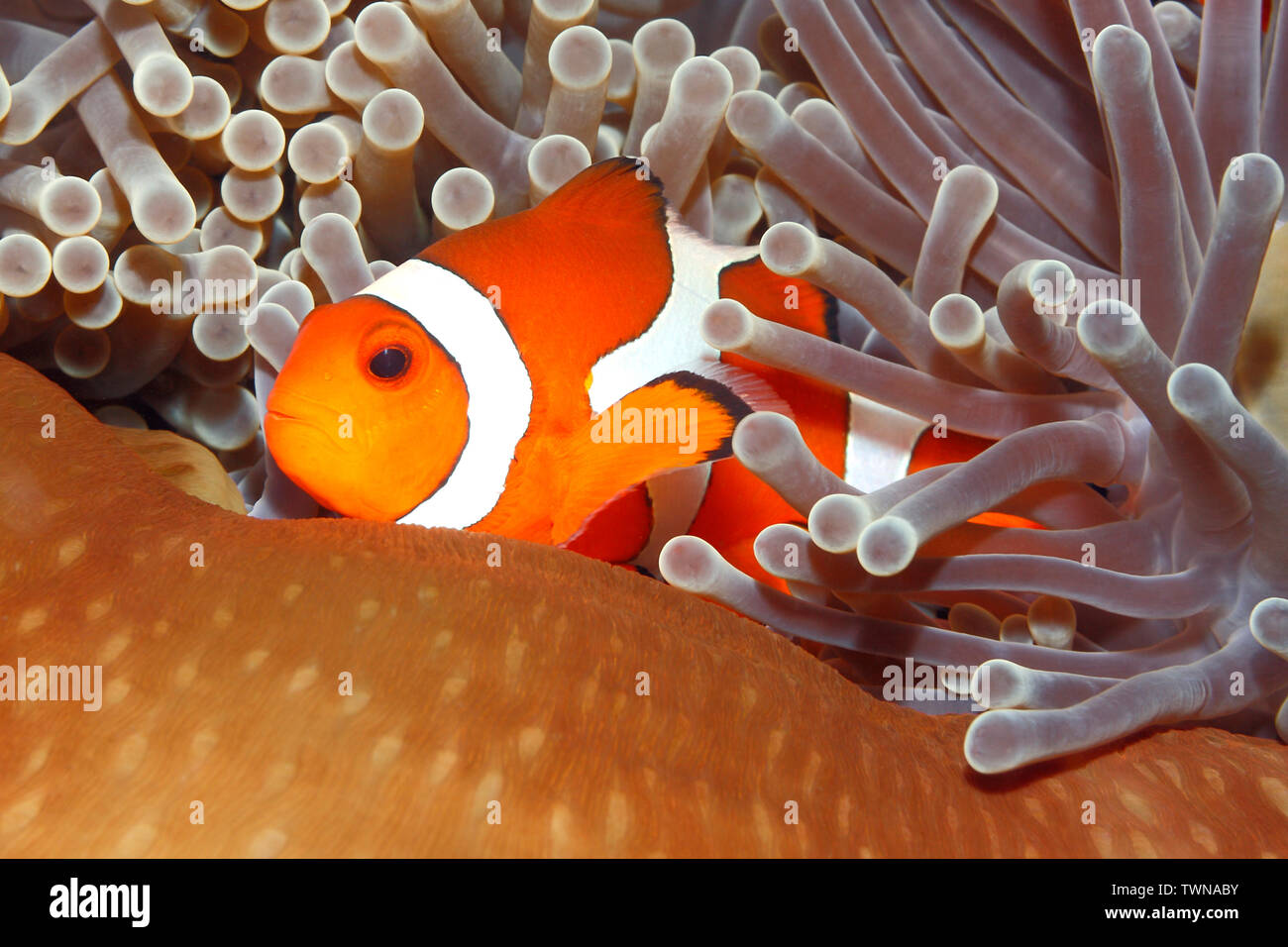 Clown Anemonefish, Amphiprion ocellaris, swimming among the tentacles of its anemone home. Tulamben, Bali, Indonesia Stock Photo