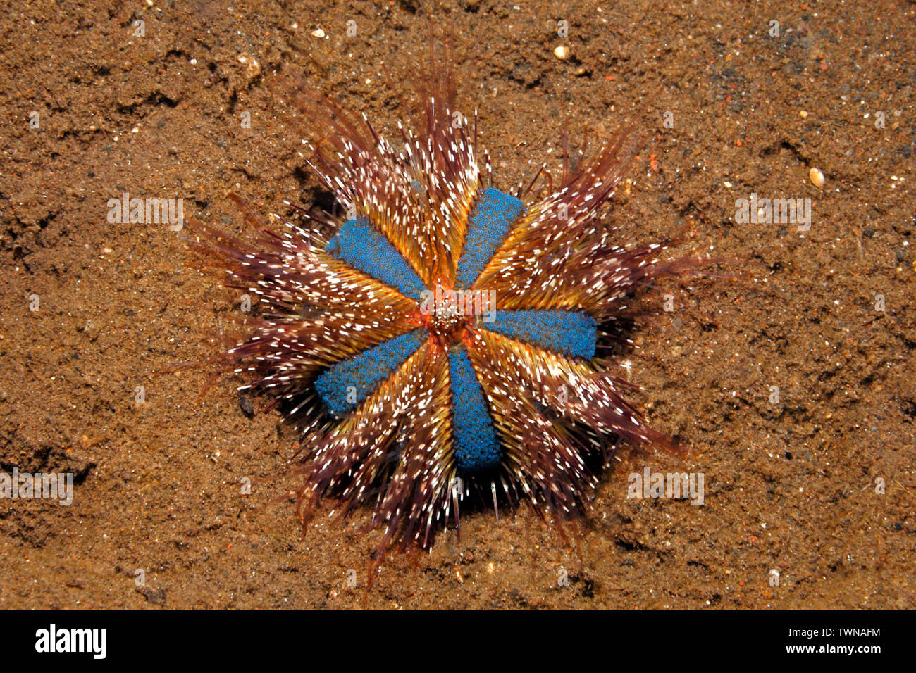 Blue Tuxedo Urchin, Globular Urchin, Globe Urchin, or Jewel-box Sea Urchin, Mespilia globulus. Tulamben, Bali, Indonesia. Bali Sea, Indian Ocean Stock Photo