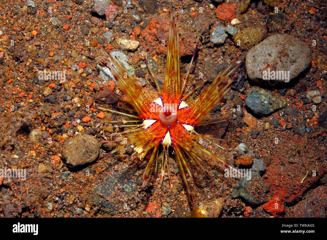 Magnificent Sea Urchin, Astropyga magnifica, appears to be a juvenile. Tulamben, Bali, Indonesia. Bali Sea, Indian Ocean Stock Photo