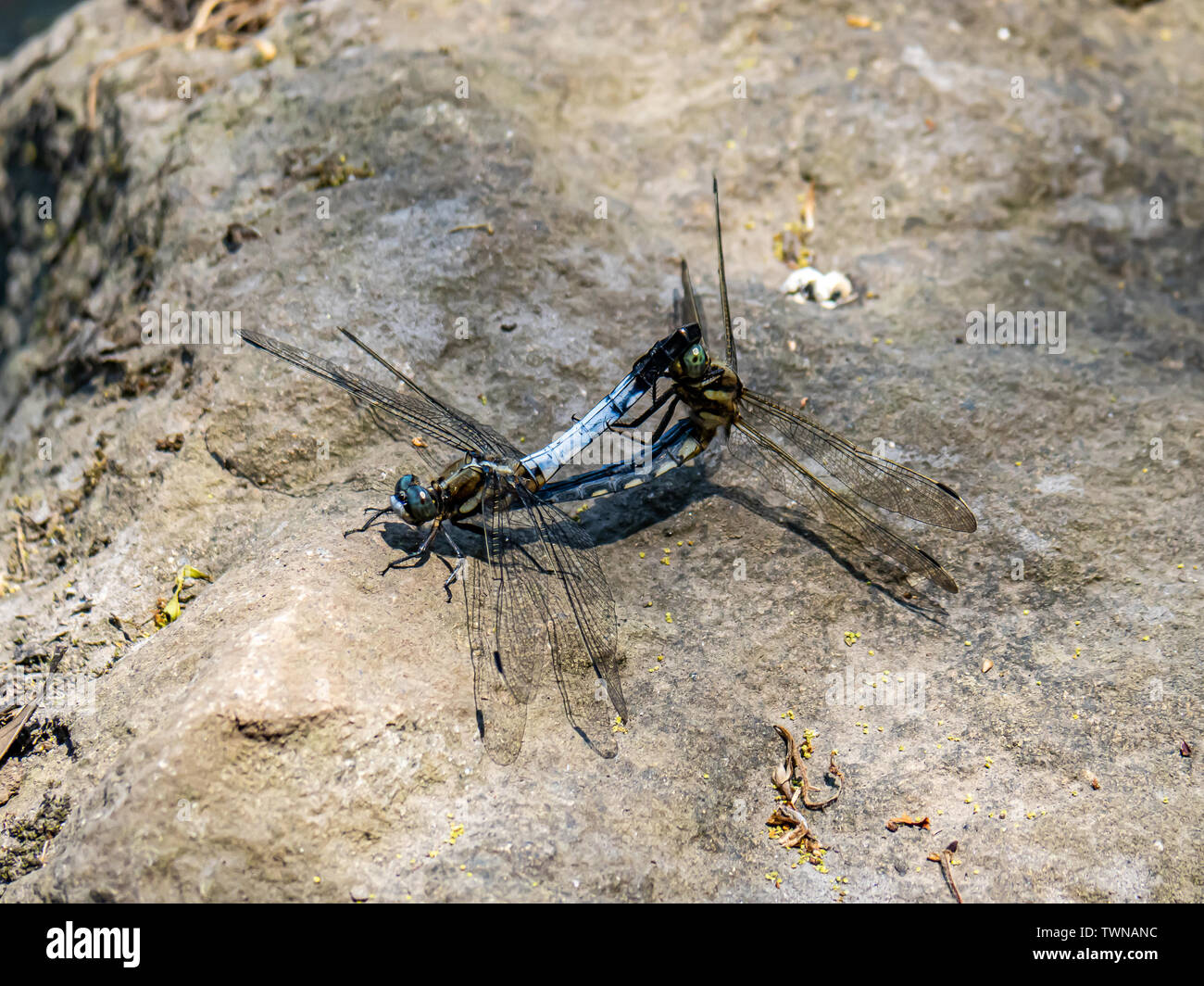 Pair insects hi-res stock photography and images - Alamy