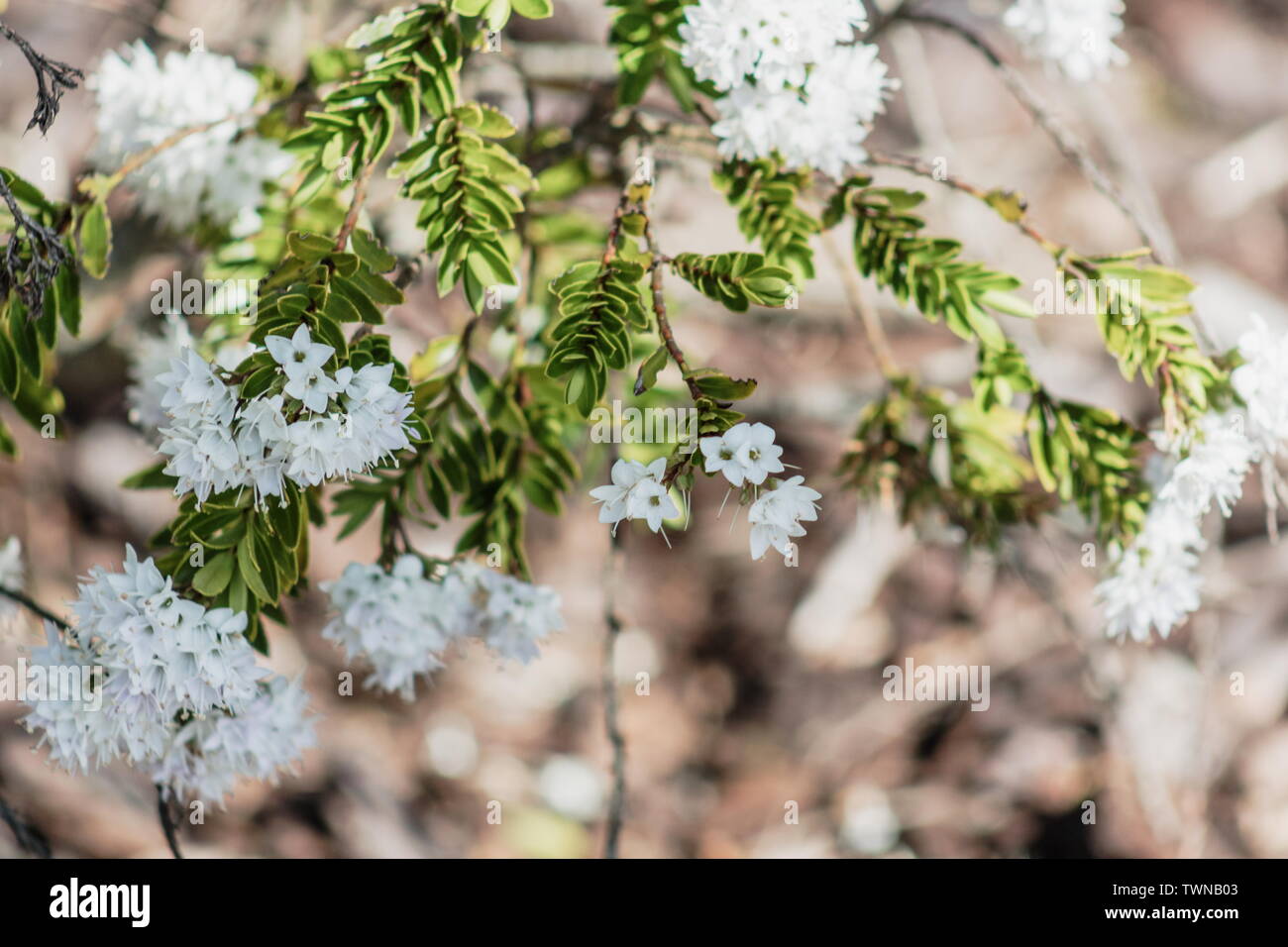 Background image of White Hebe Flowers Stock Photo