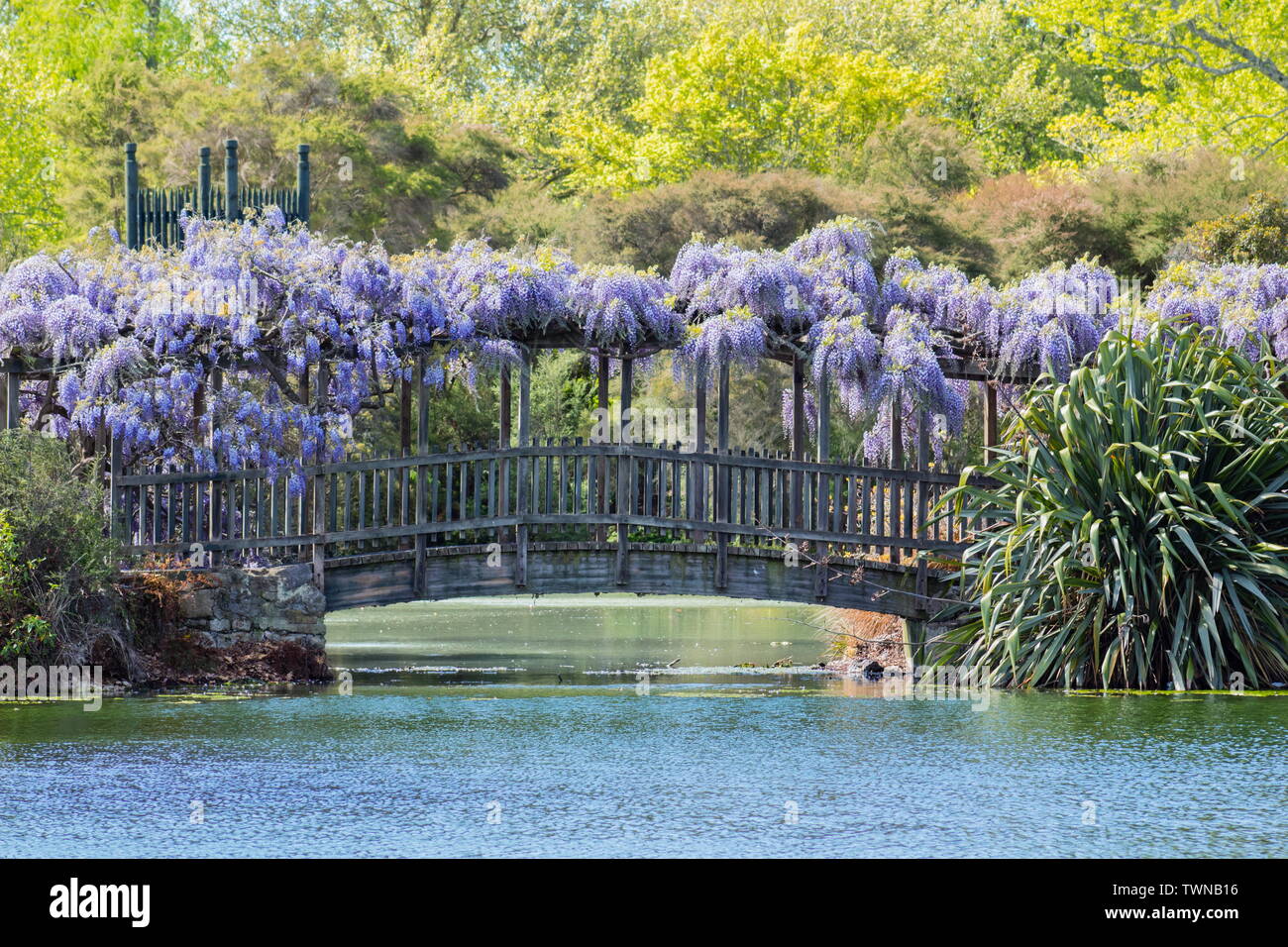 Image of Wisteria Flowers hanging on a garden bridge support Stock Photo -  Alamy